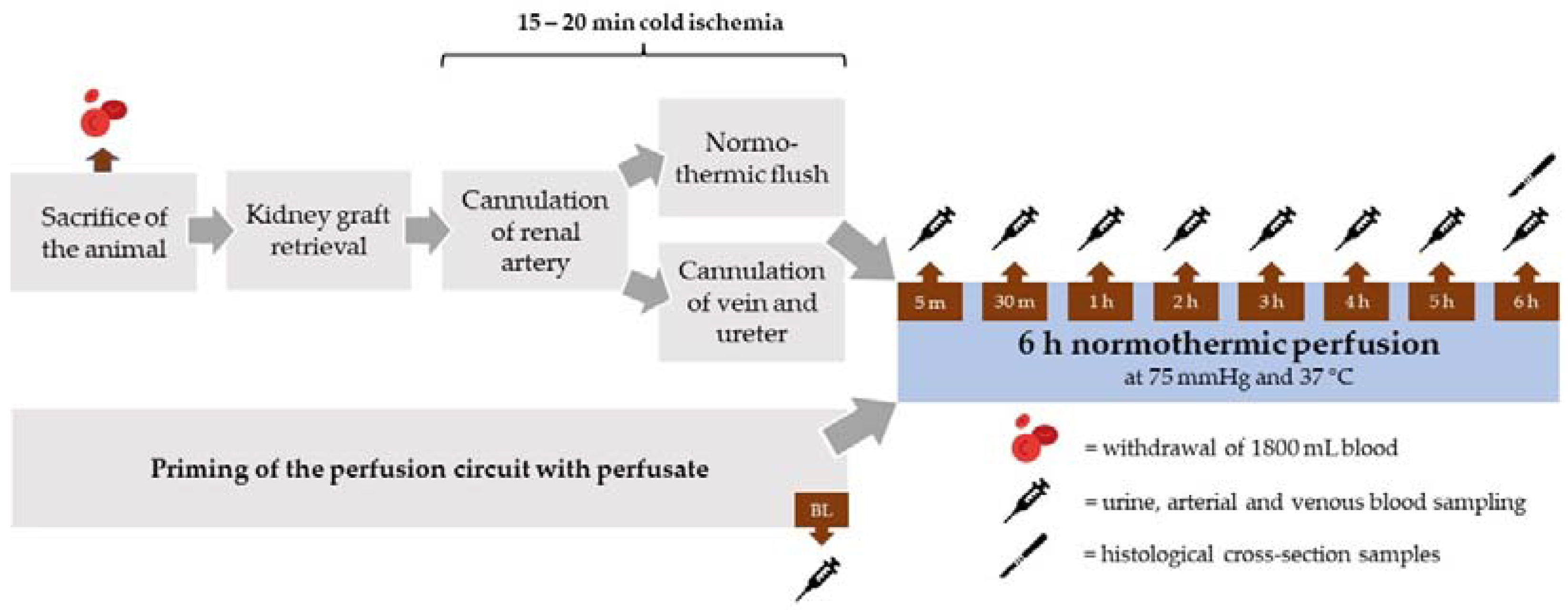 Antioxidants 11 01329 g001 Antioxidants 11 01329 g001