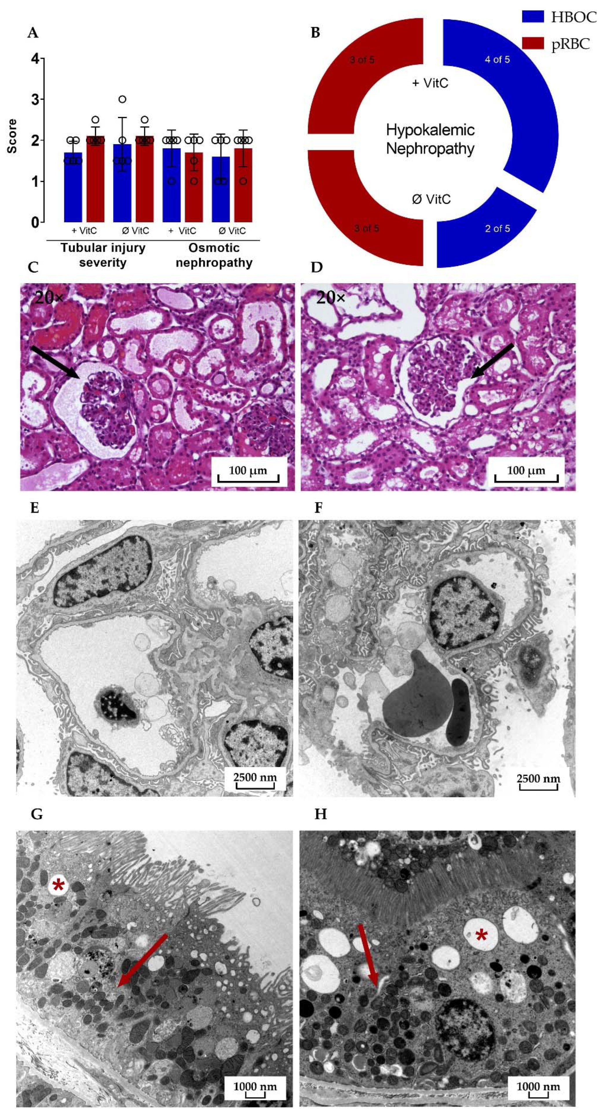 Antioxidants 11 01329 g008 Antioxidants 11 01329 g008