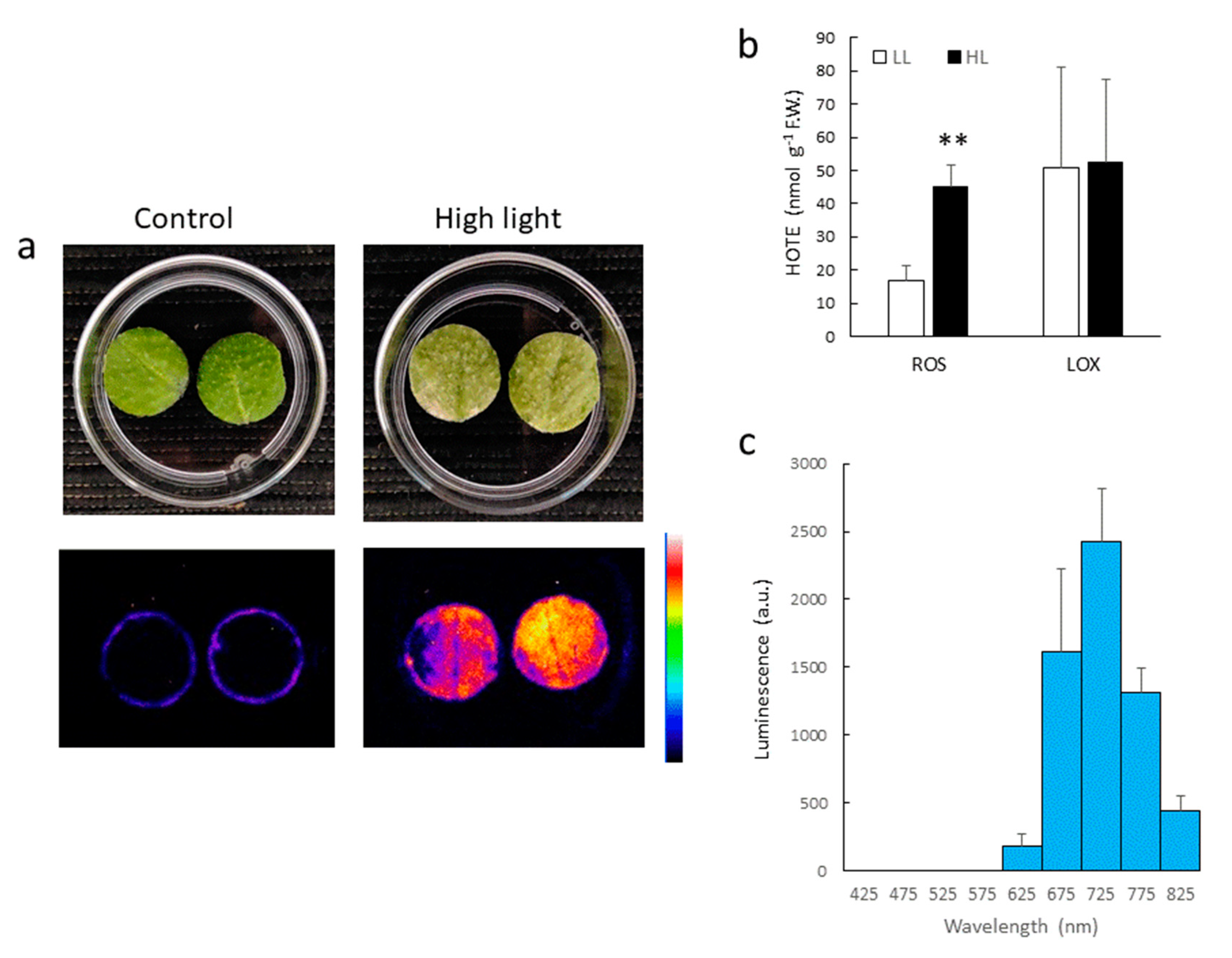 Antioxidants 11 01333 g002