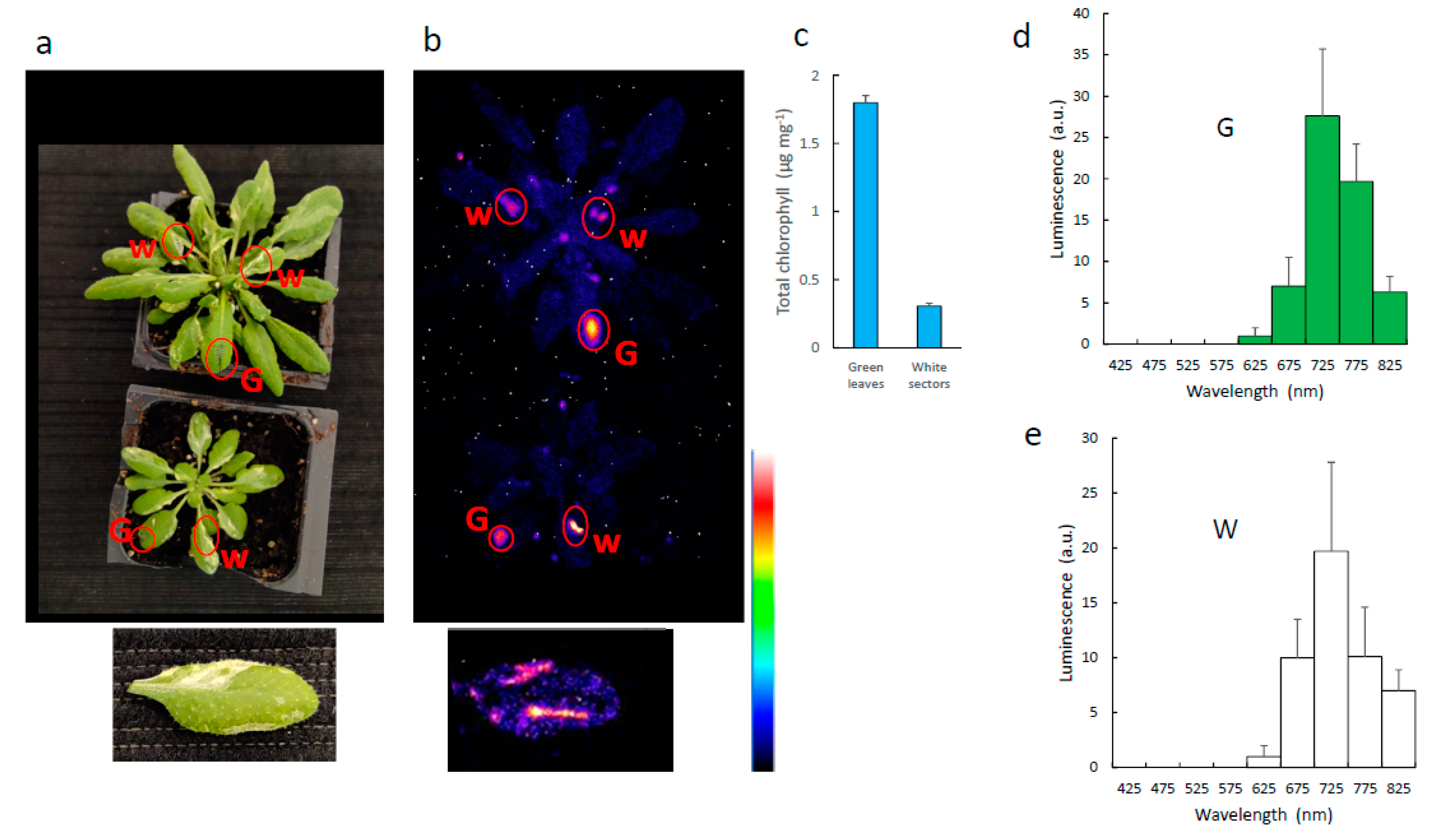 Antioxidants 11 01333 g004