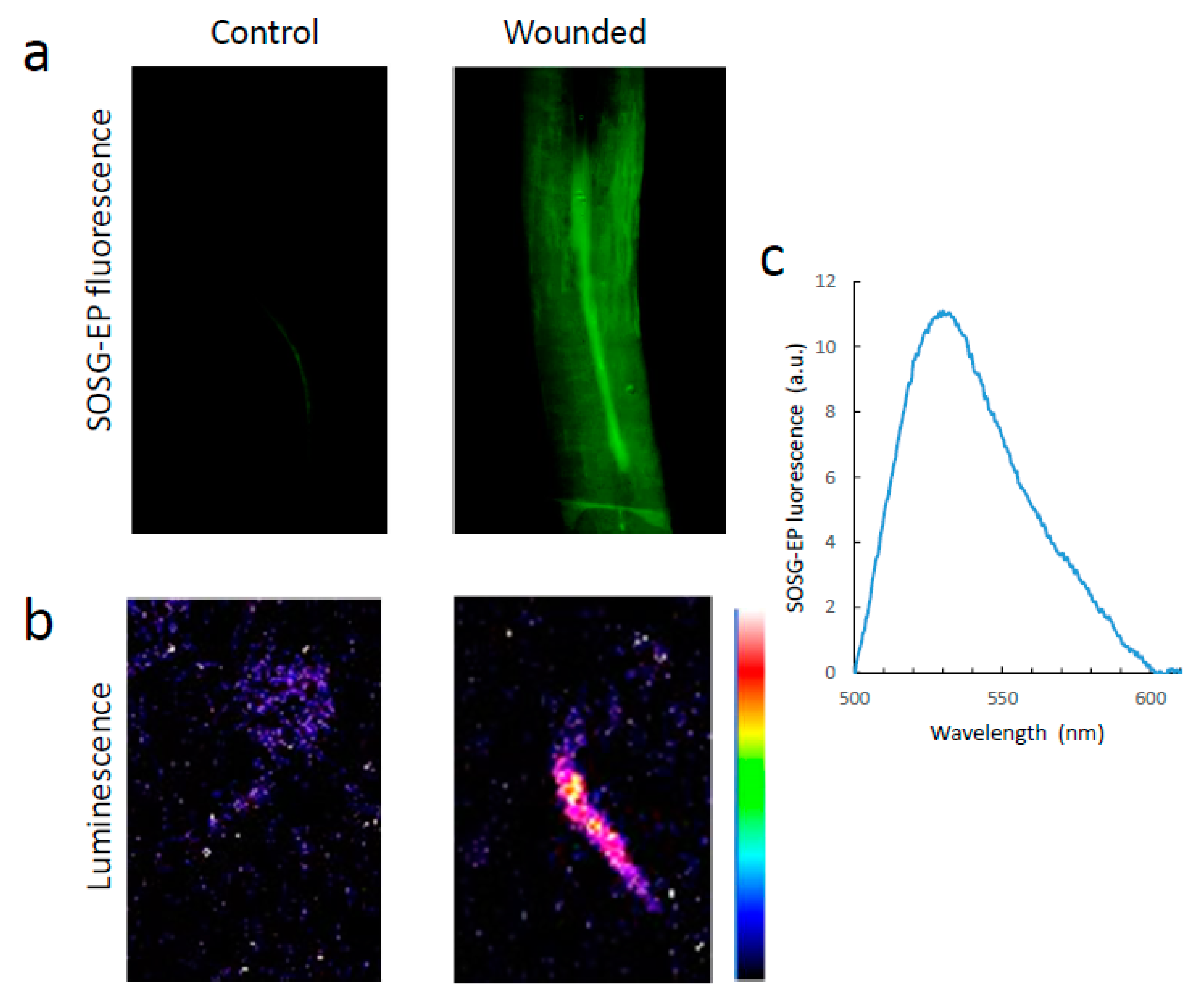 Antioxidants 11 01333 g007