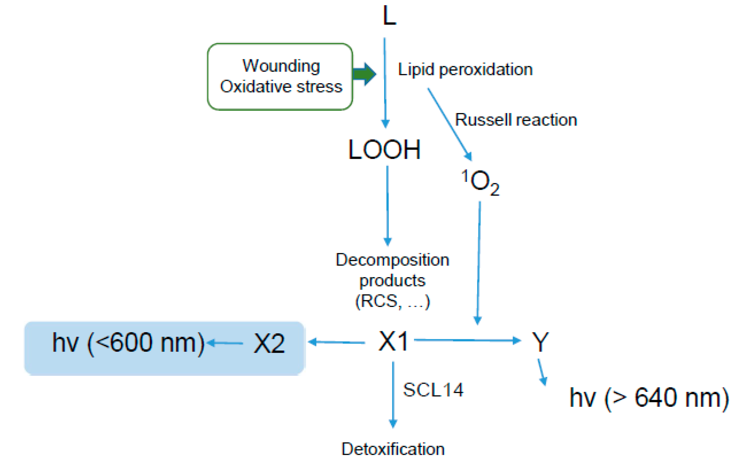 Antioxidants 11 01333 g012