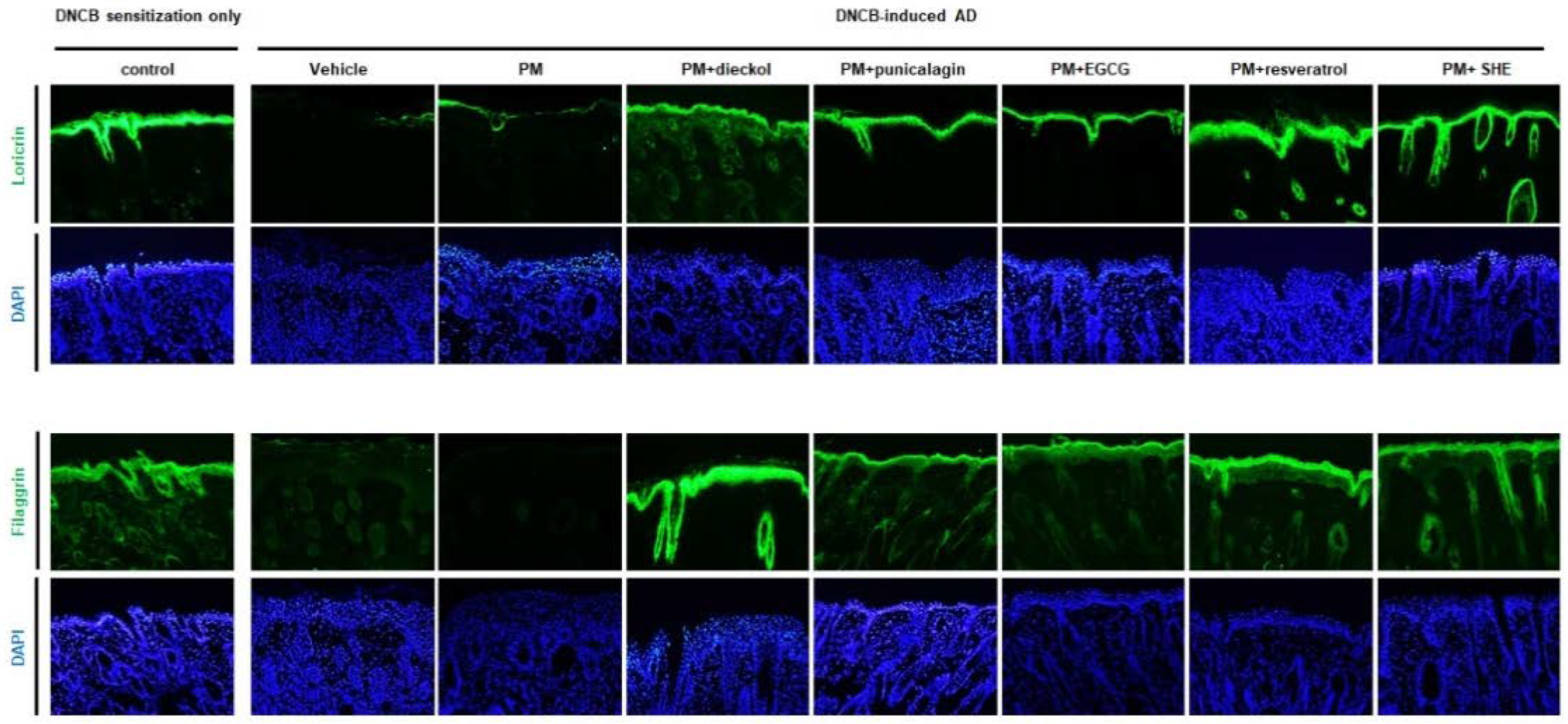 Antioxidants 11 01334 g006
