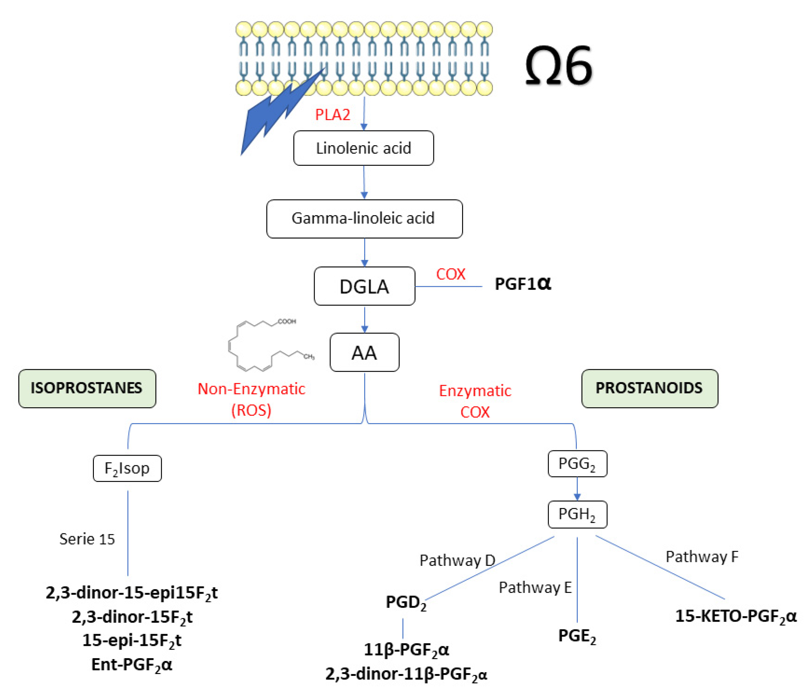 Antioxidants 11 01342 g003