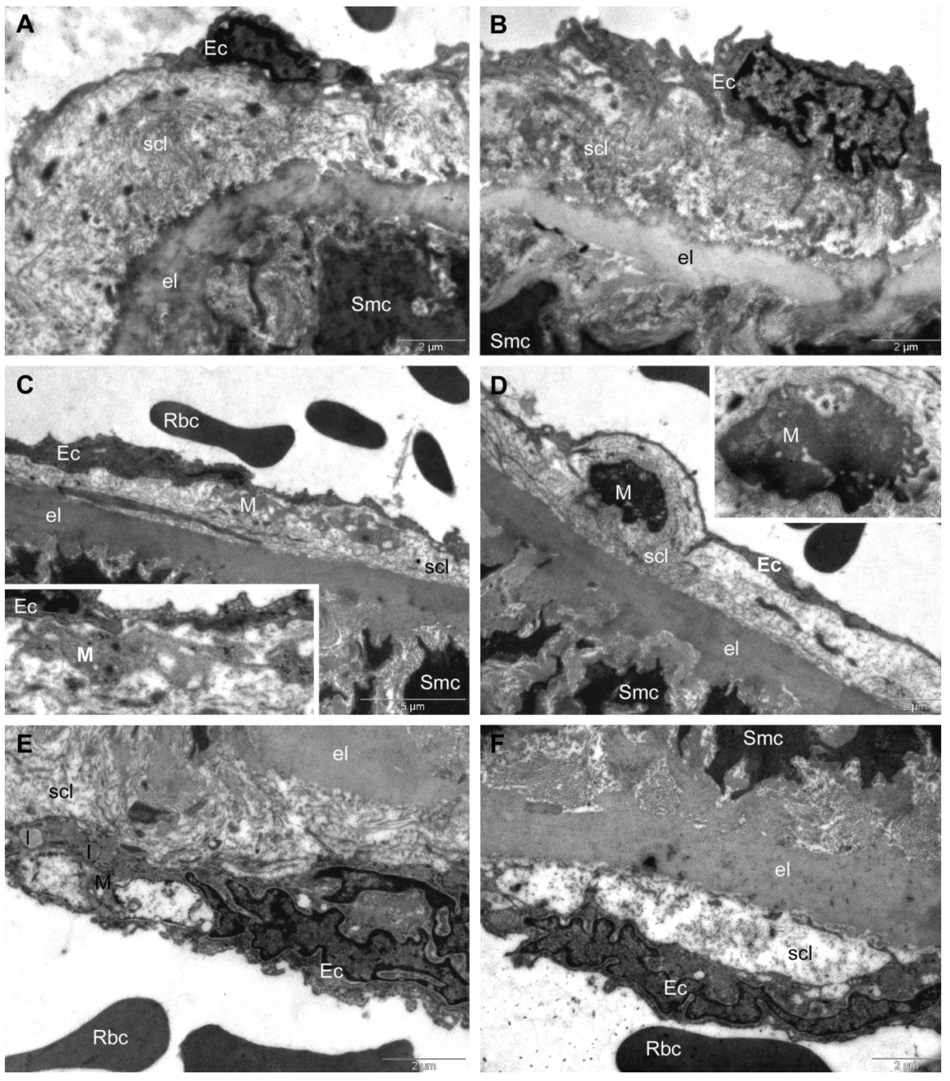 Antioxidants 11 01343 g007