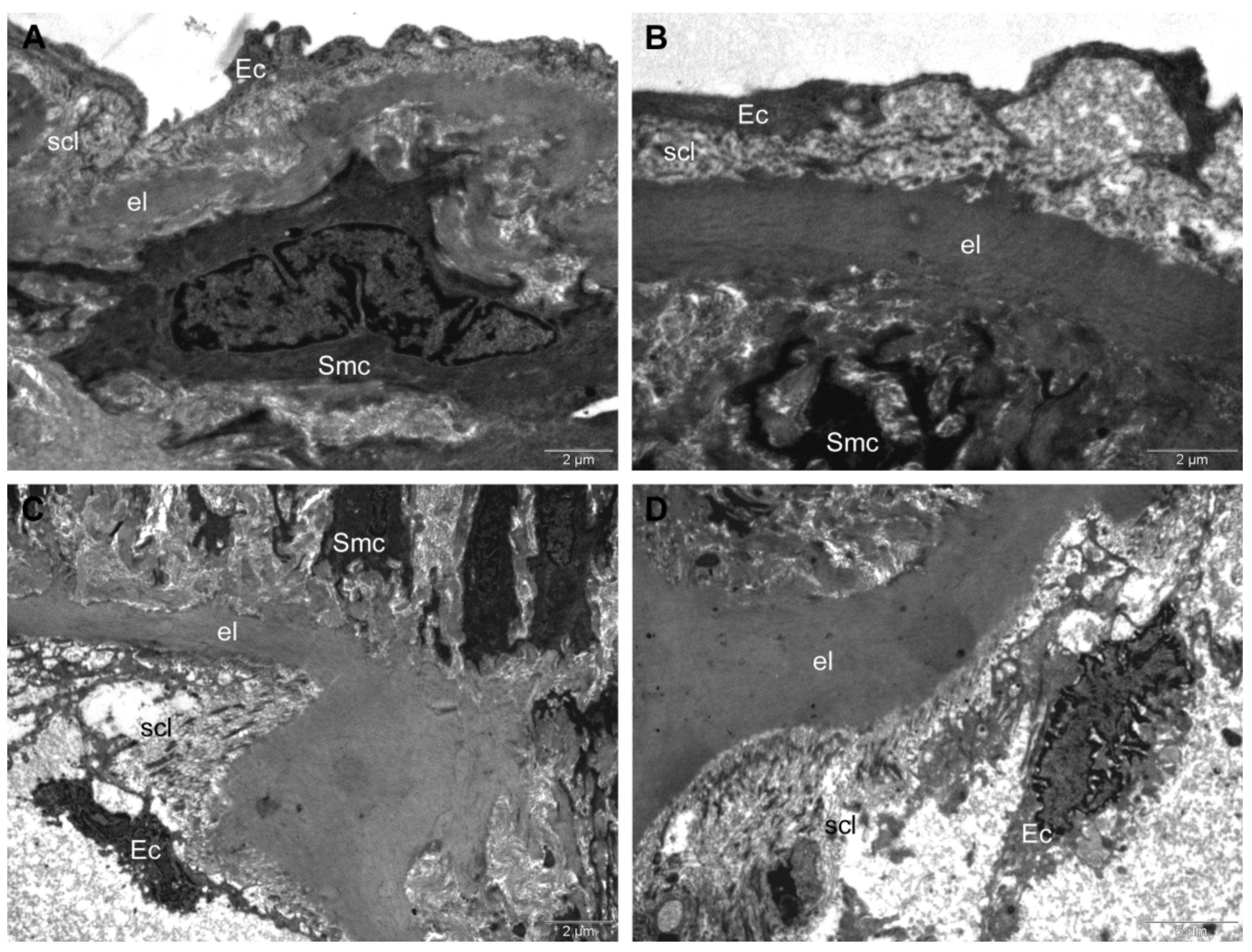 Antioxidants 11 01343 g008