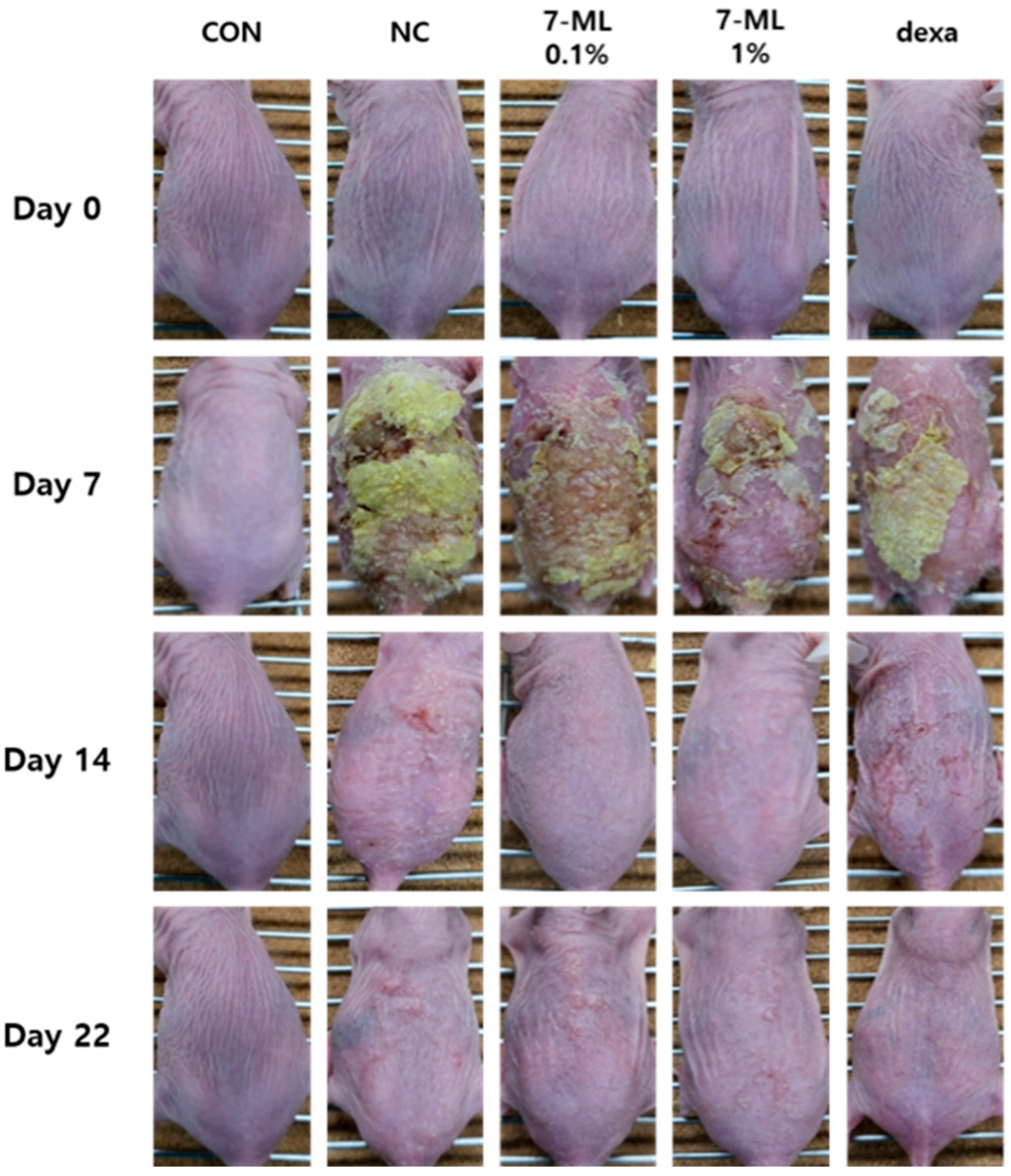 Antioxidants 11 01344 g003