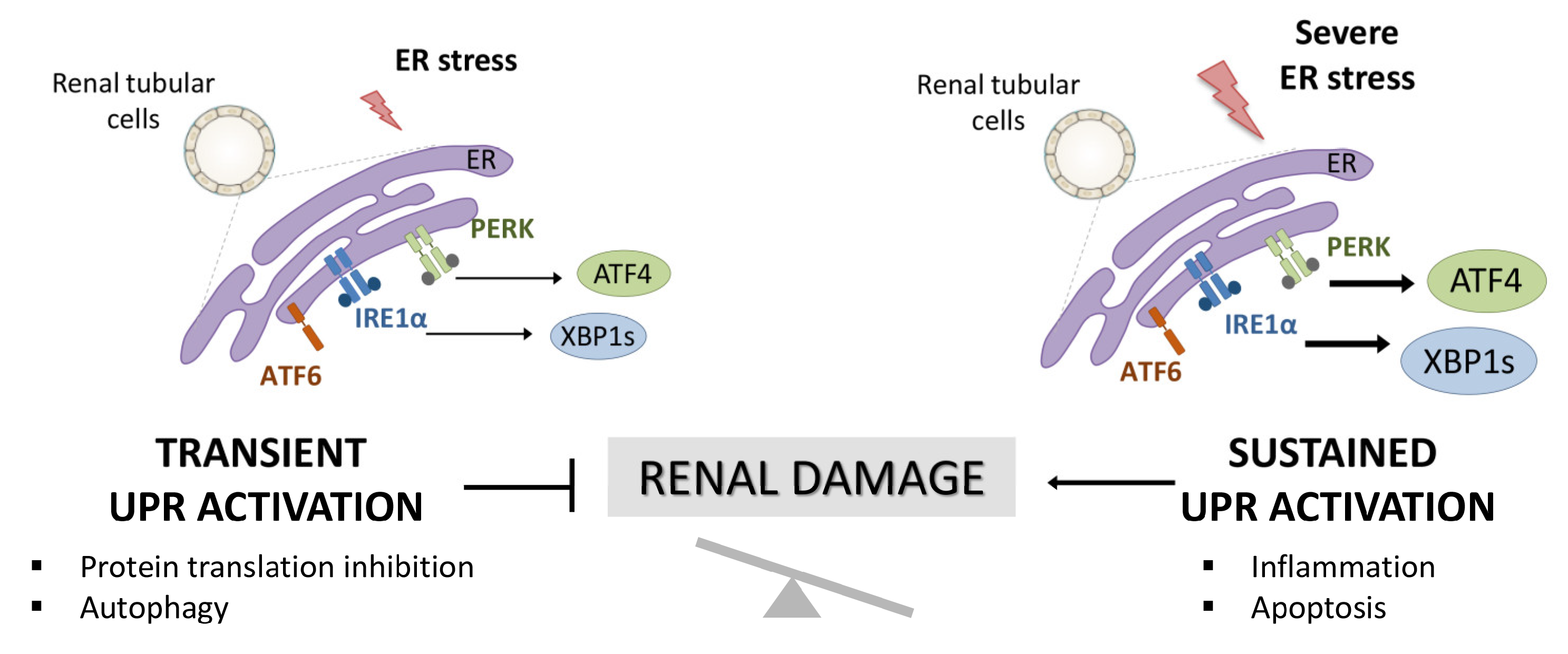 Antioxidants 11 01355 g001