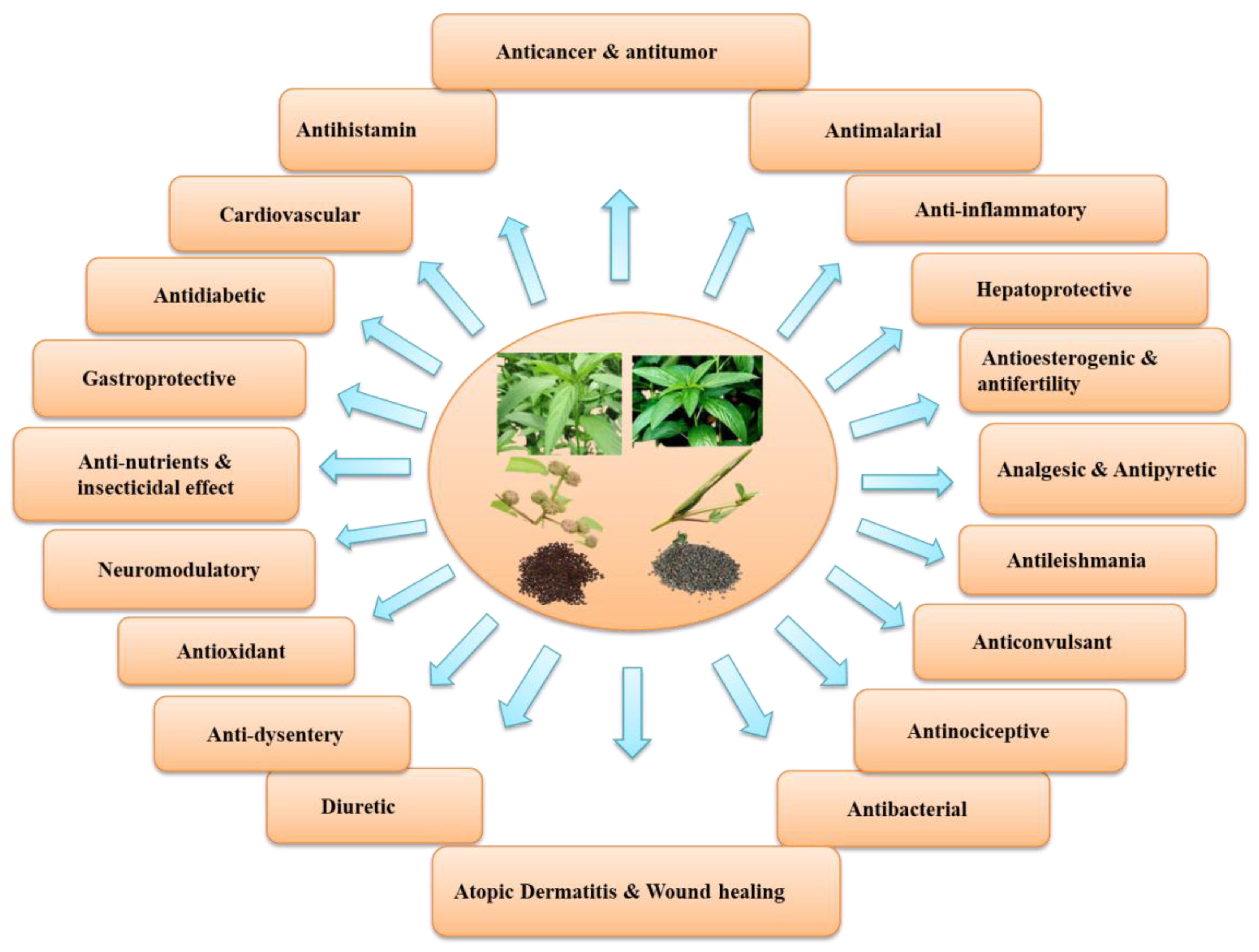 Antioxidants 11 01358 g002
