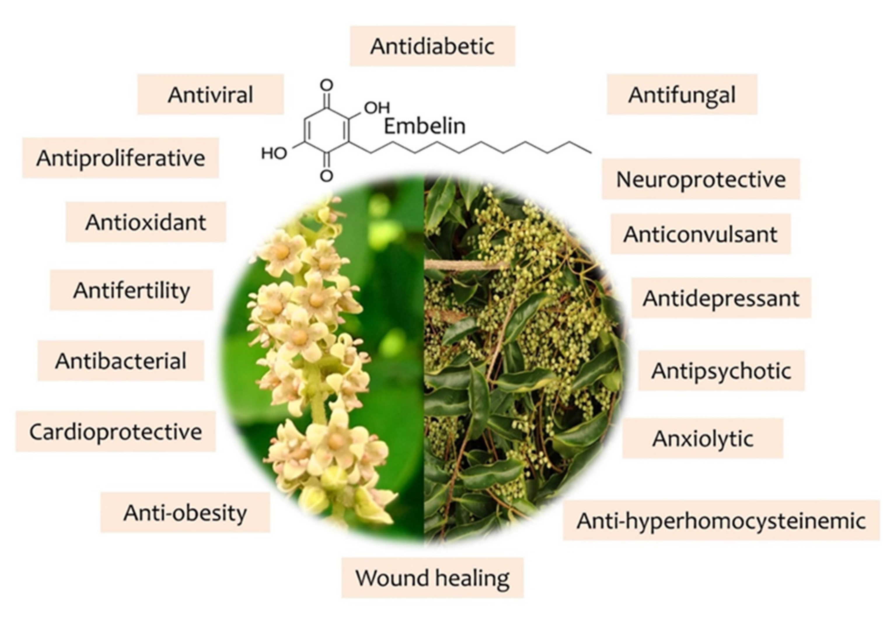 Antioxidants 11 01359 g003