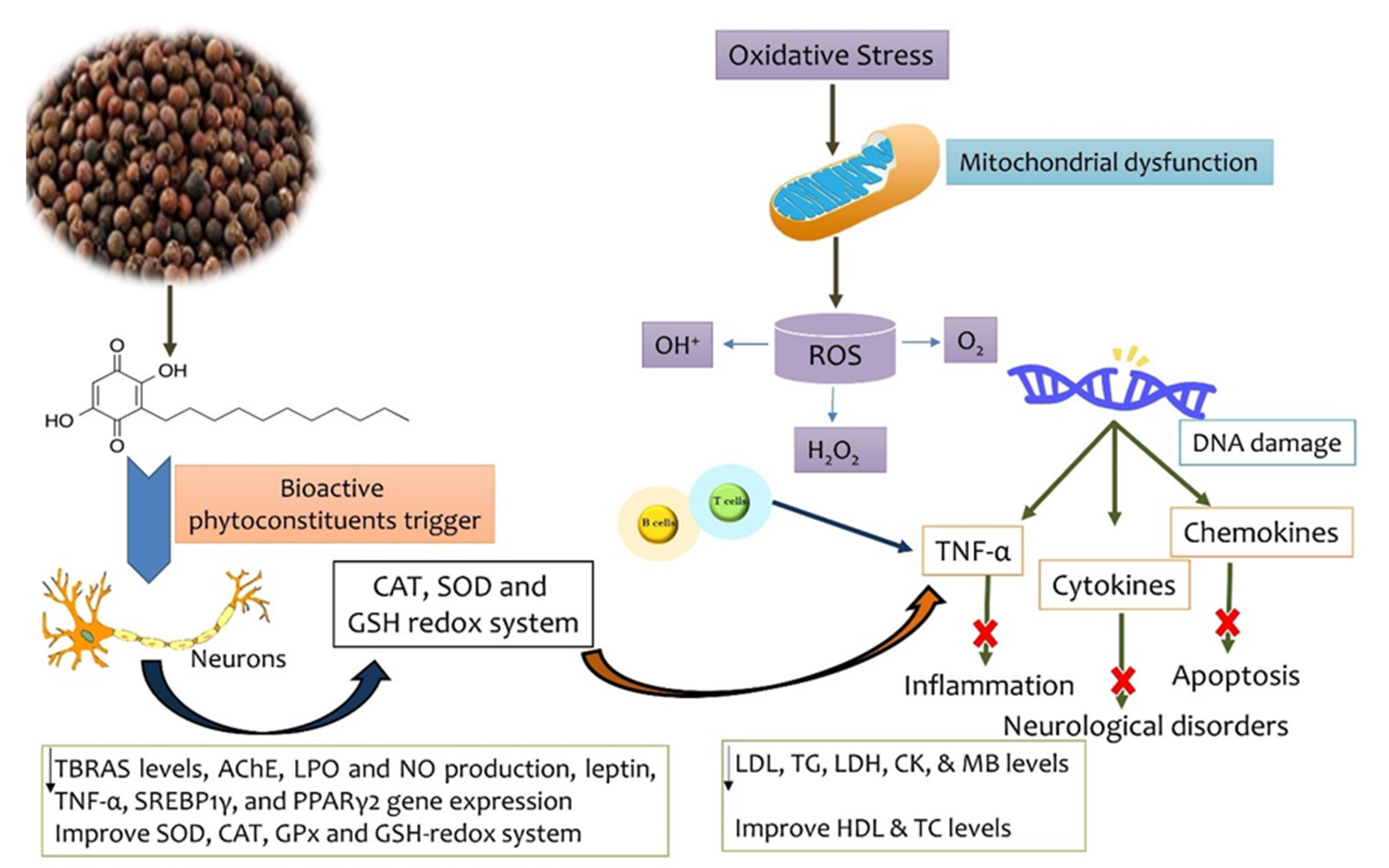 Antioxidants 11 01359 g005
