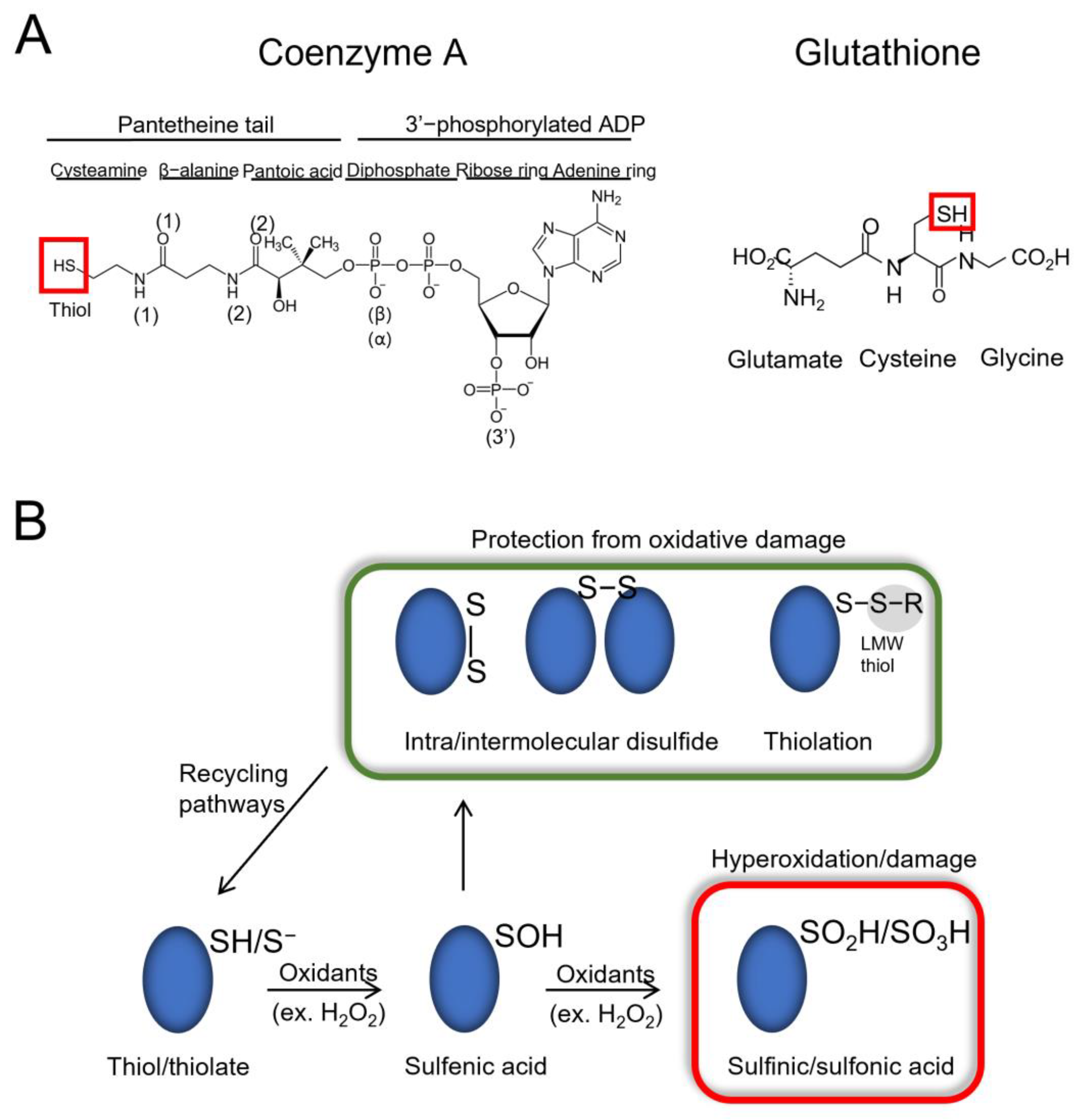 Antioxidants 11 01362 g001