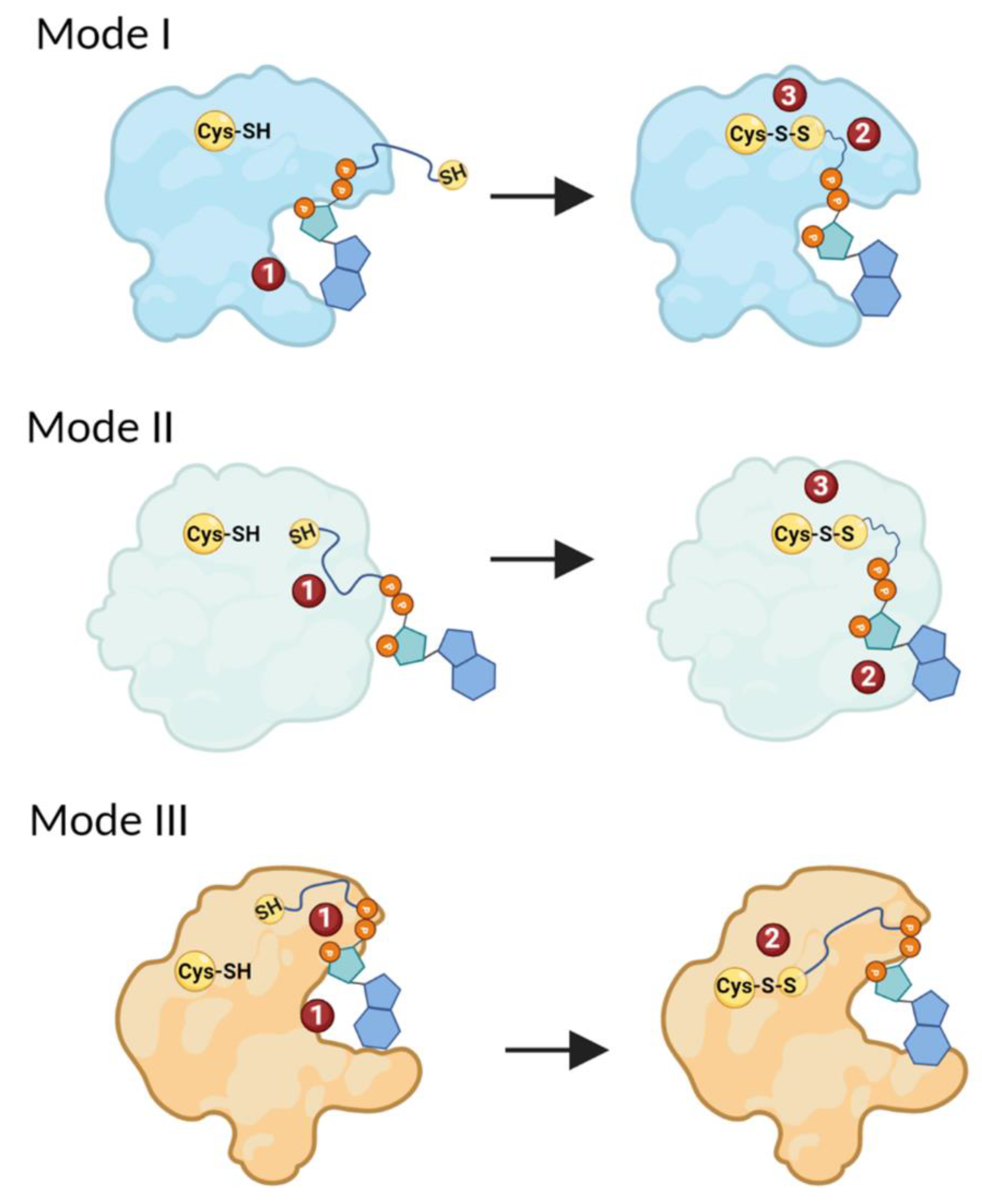Antioxidants 11 01362 g005