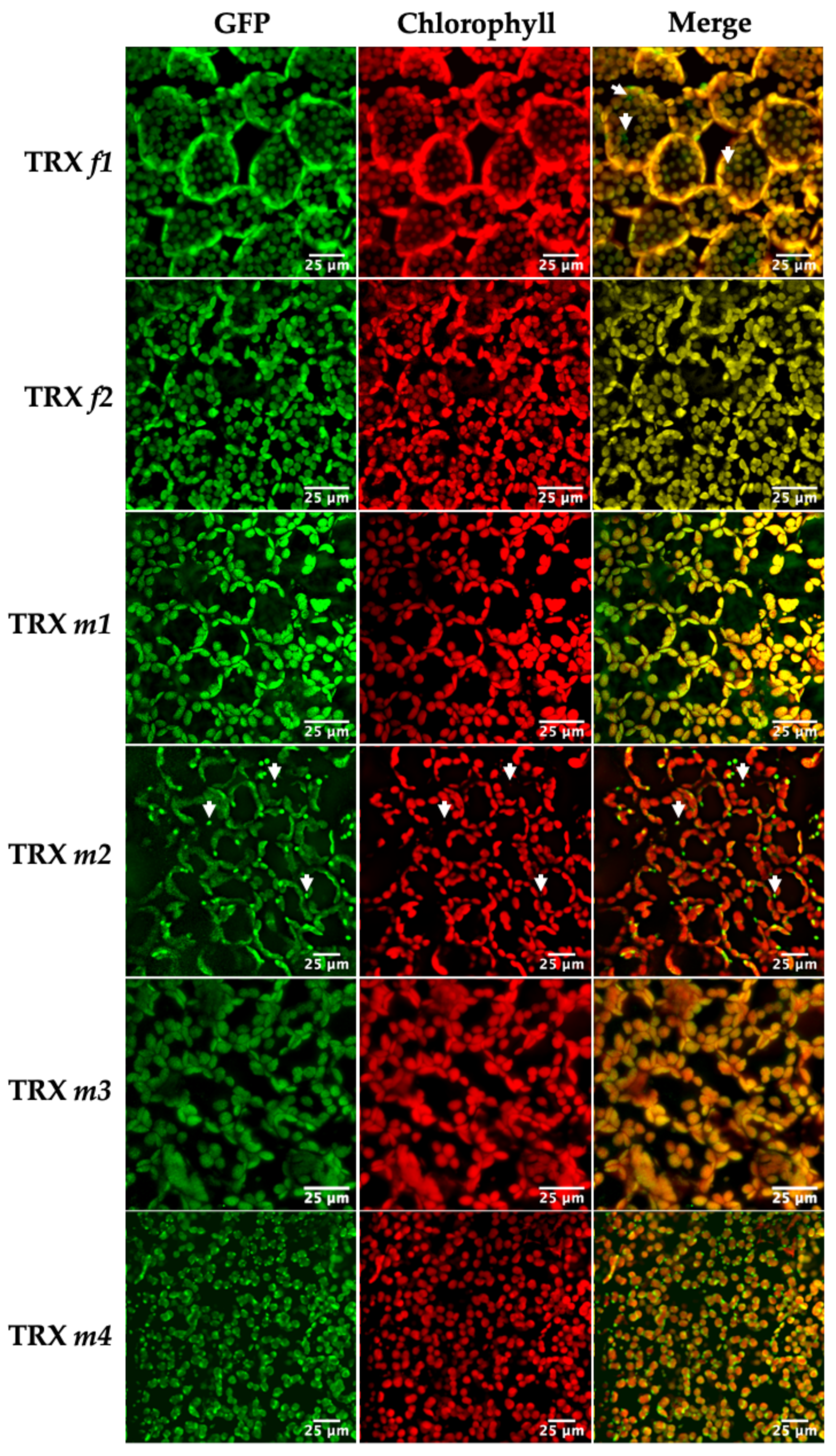 Antioxidants 11 01365 g001