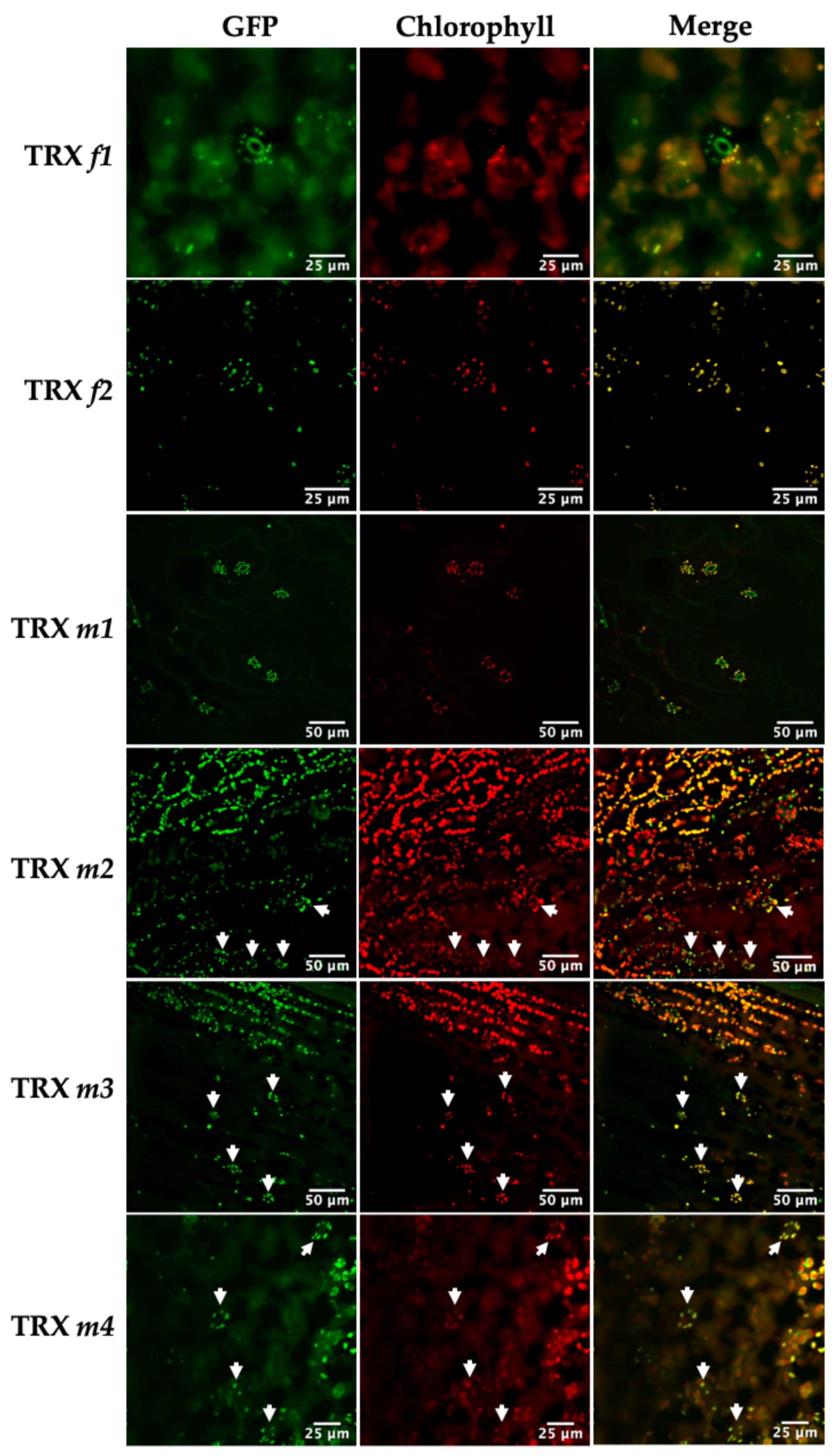Antioxidants 11 01365 g002