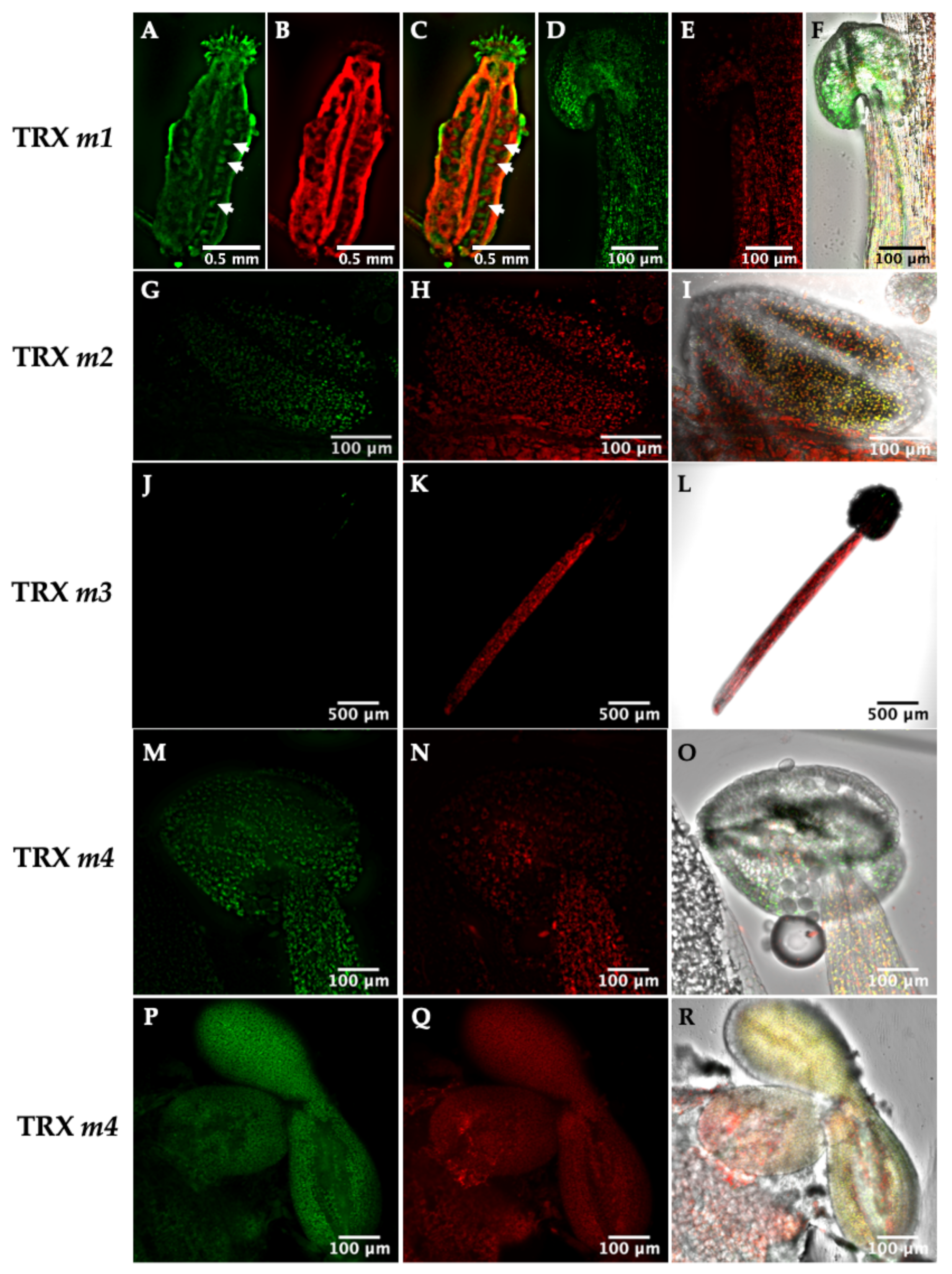 Antioxidants 11 01365 g003