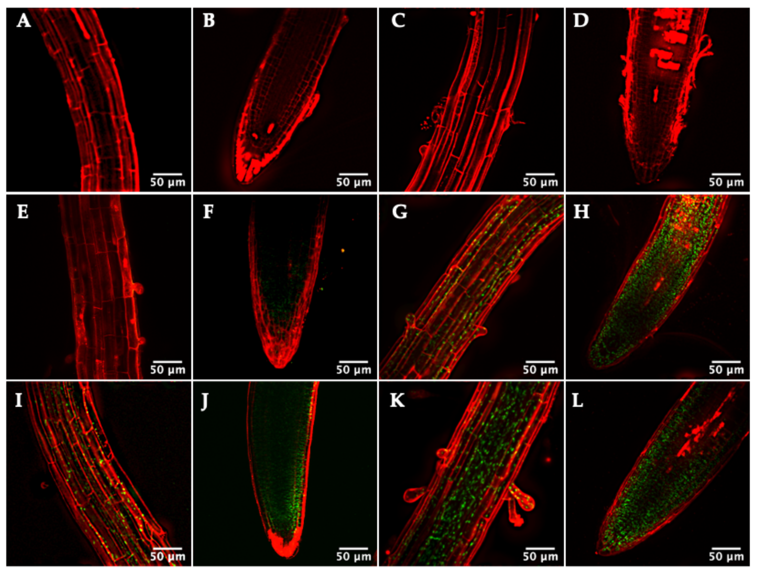 Antioxidants 11 01365 g004