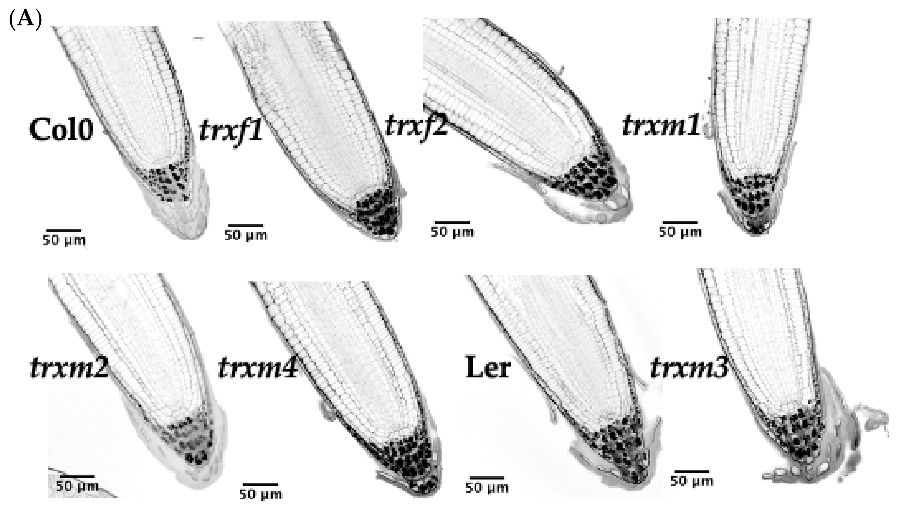 Antioxidants 11 01365 g007a