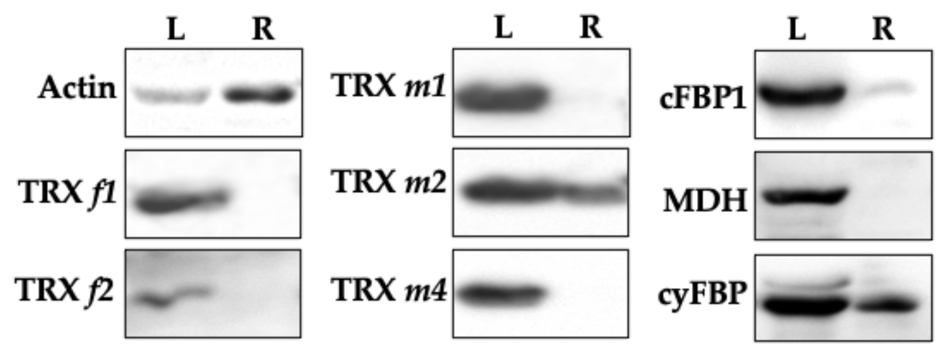 Antioxidants 11 01365 g008