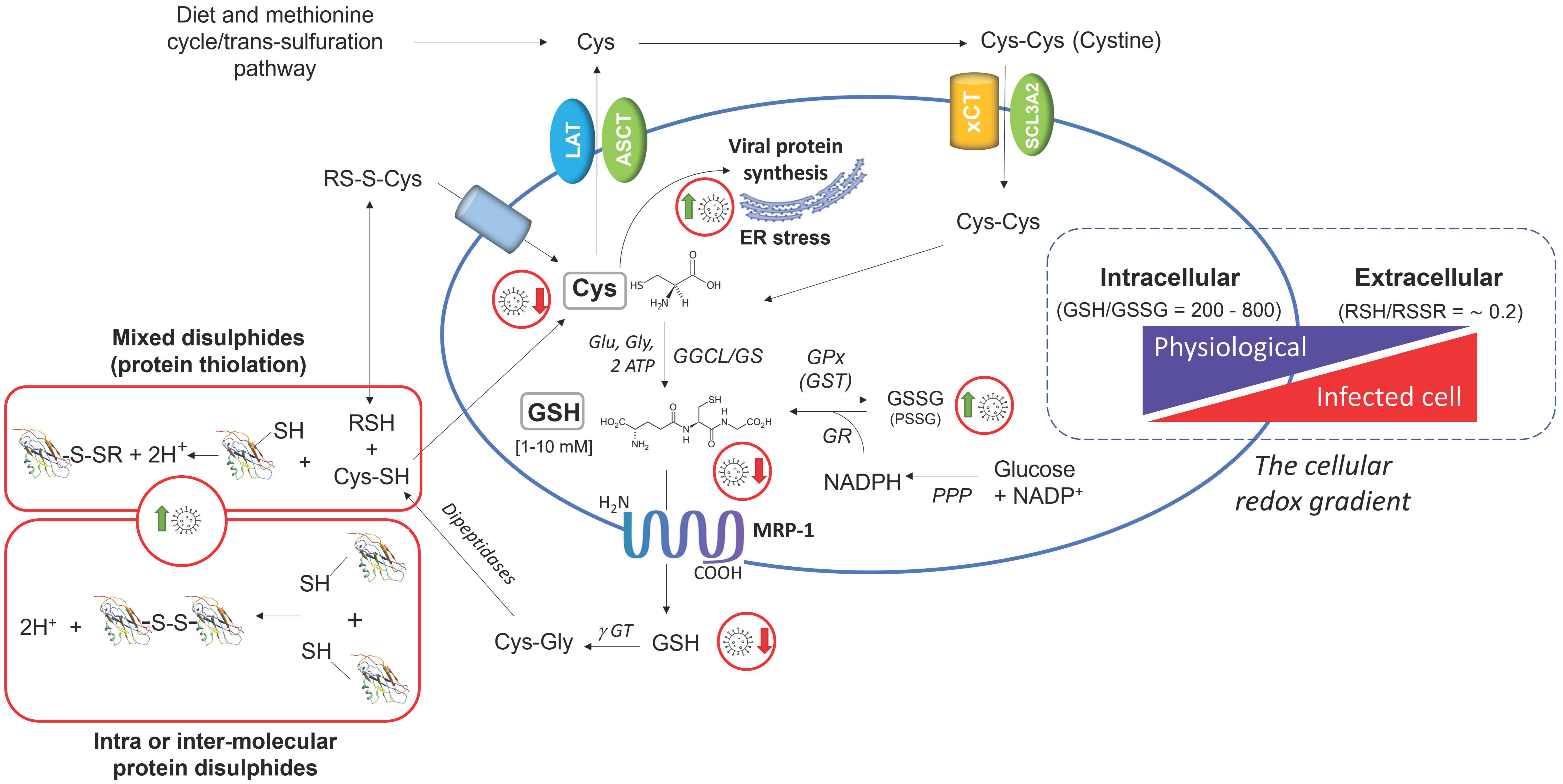 Antioxidants 11 01366 g001