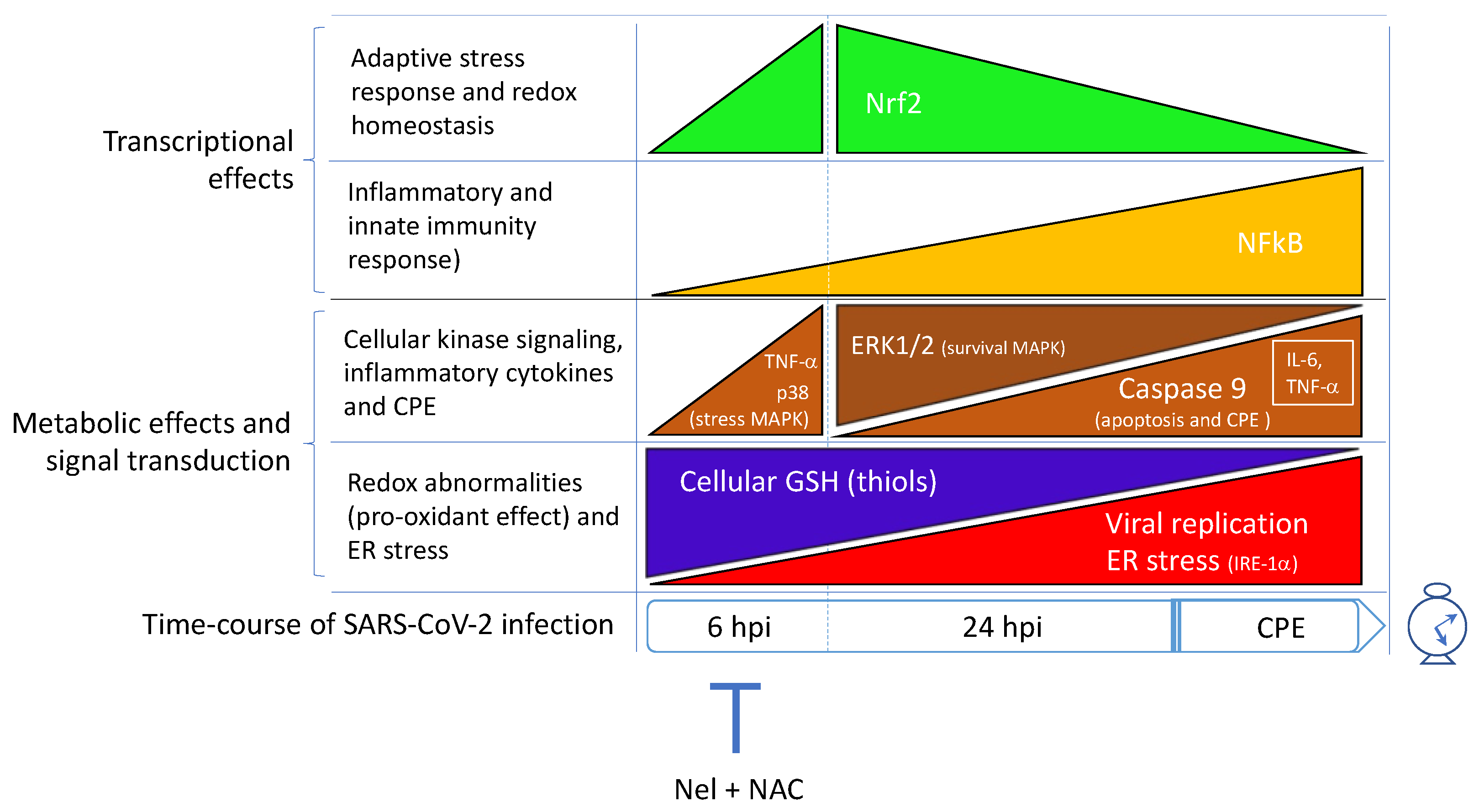 Antioxidants 11 01366 g004