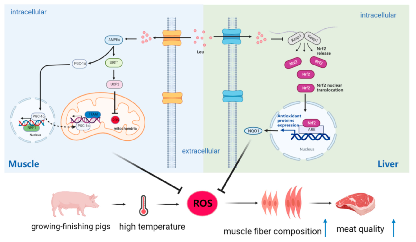 Antioxidants 11 01373 g005