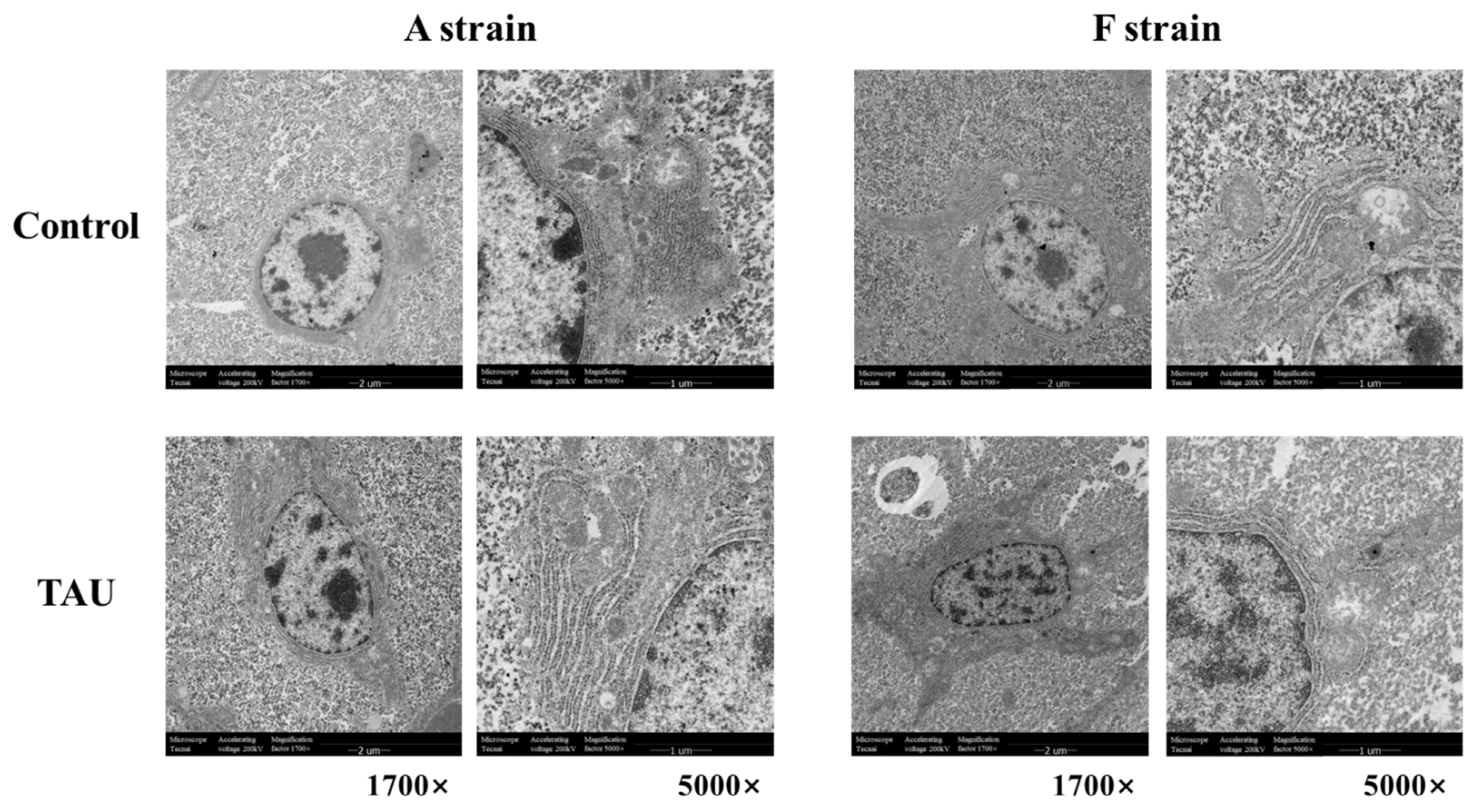 Antioxidants 11 01381 g003