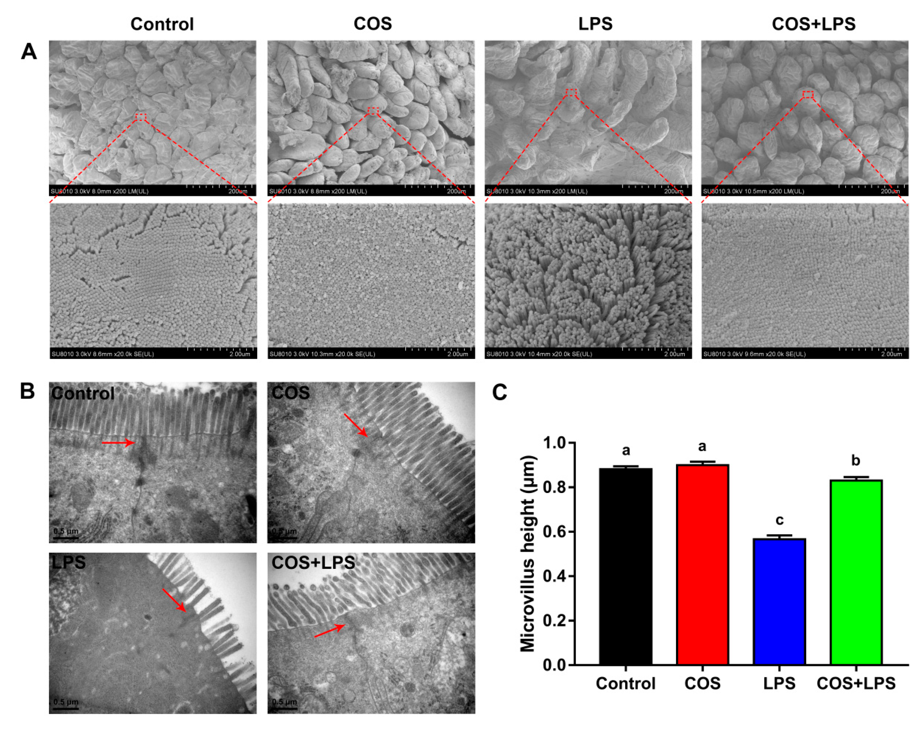 Antioxidants 11 01384 g003
