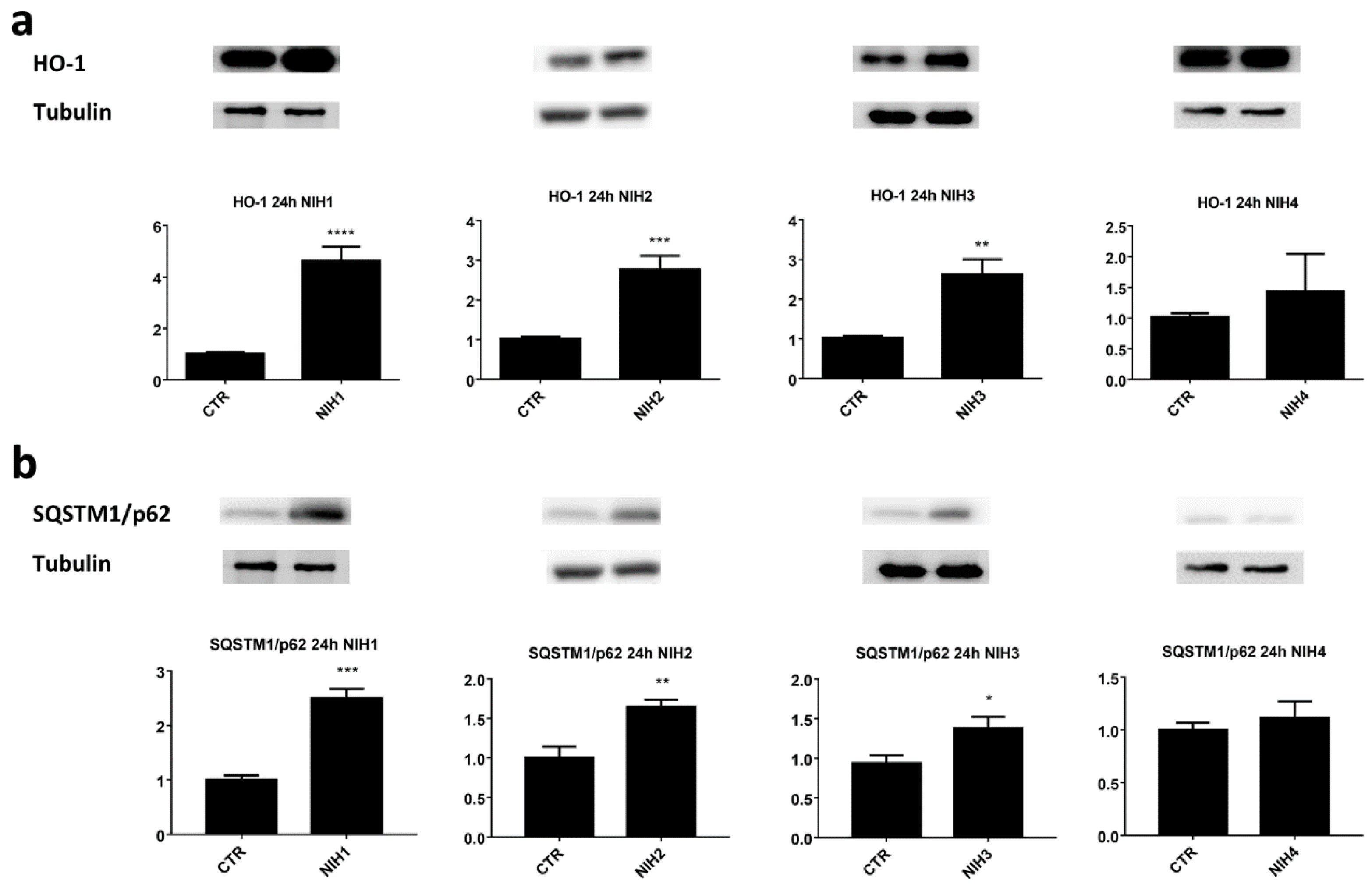 Antioxidants 11 01385 g002
