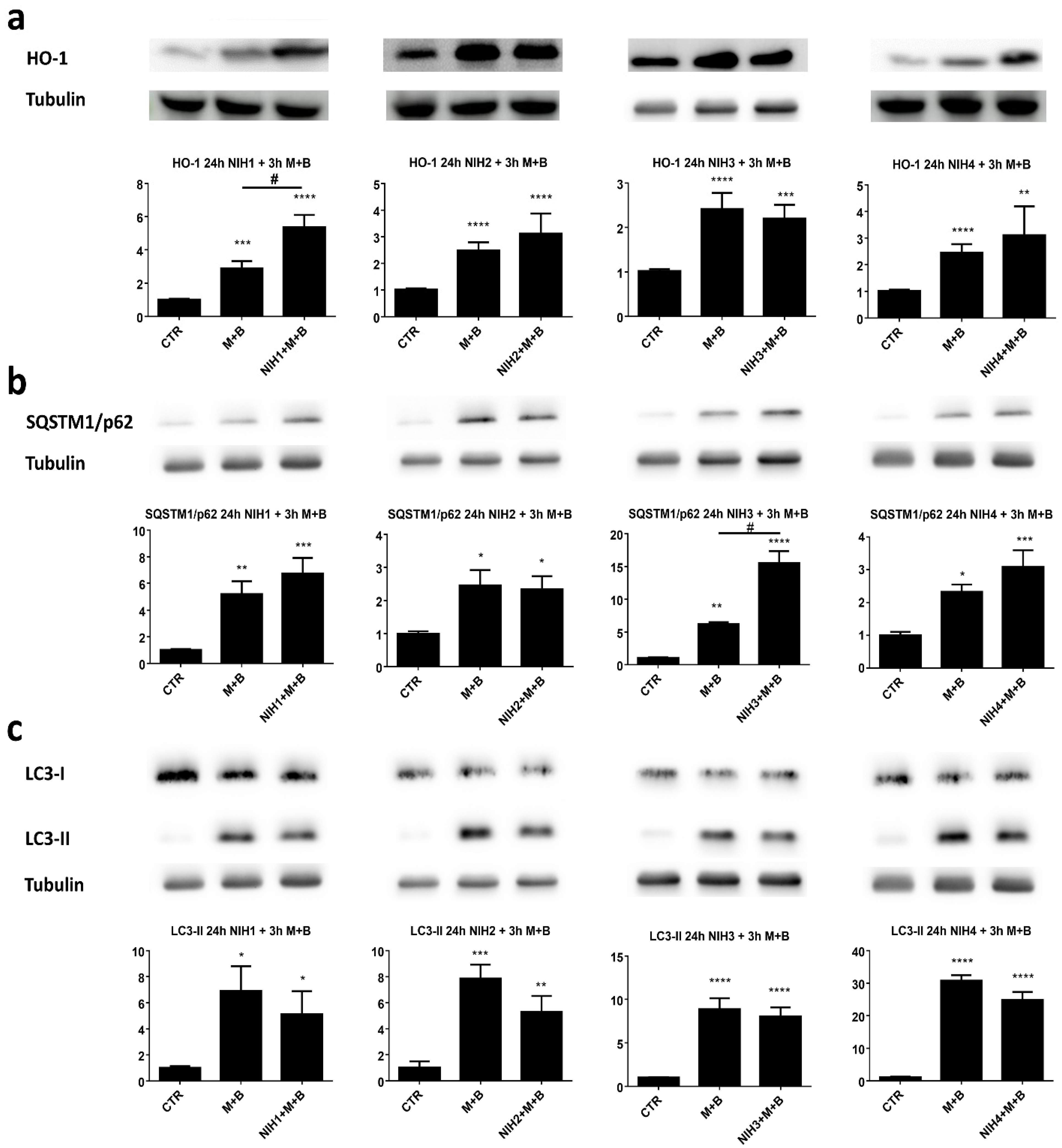 Antioxidants 11 01385 g005