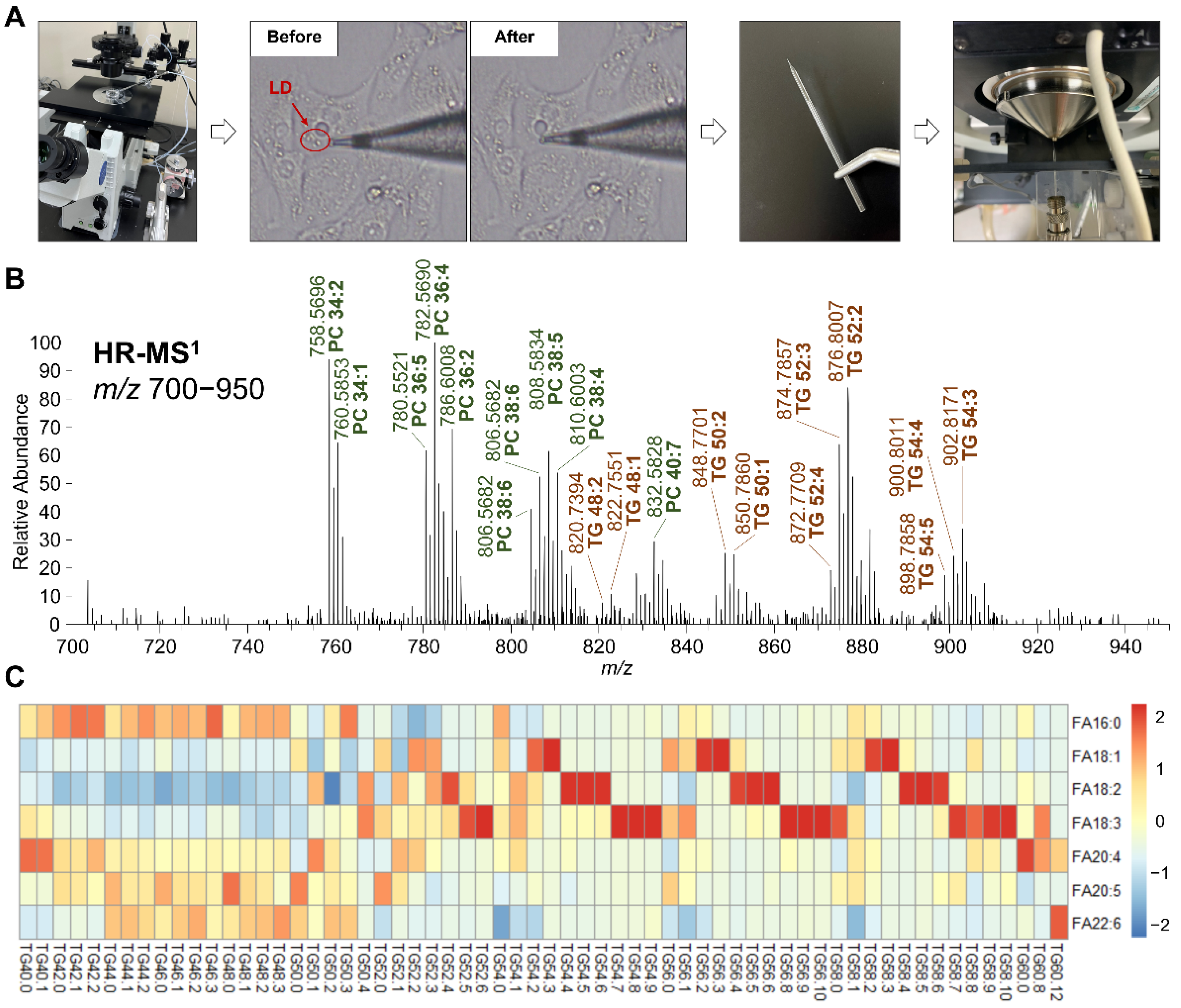 Antioxidants 11 01387 g003