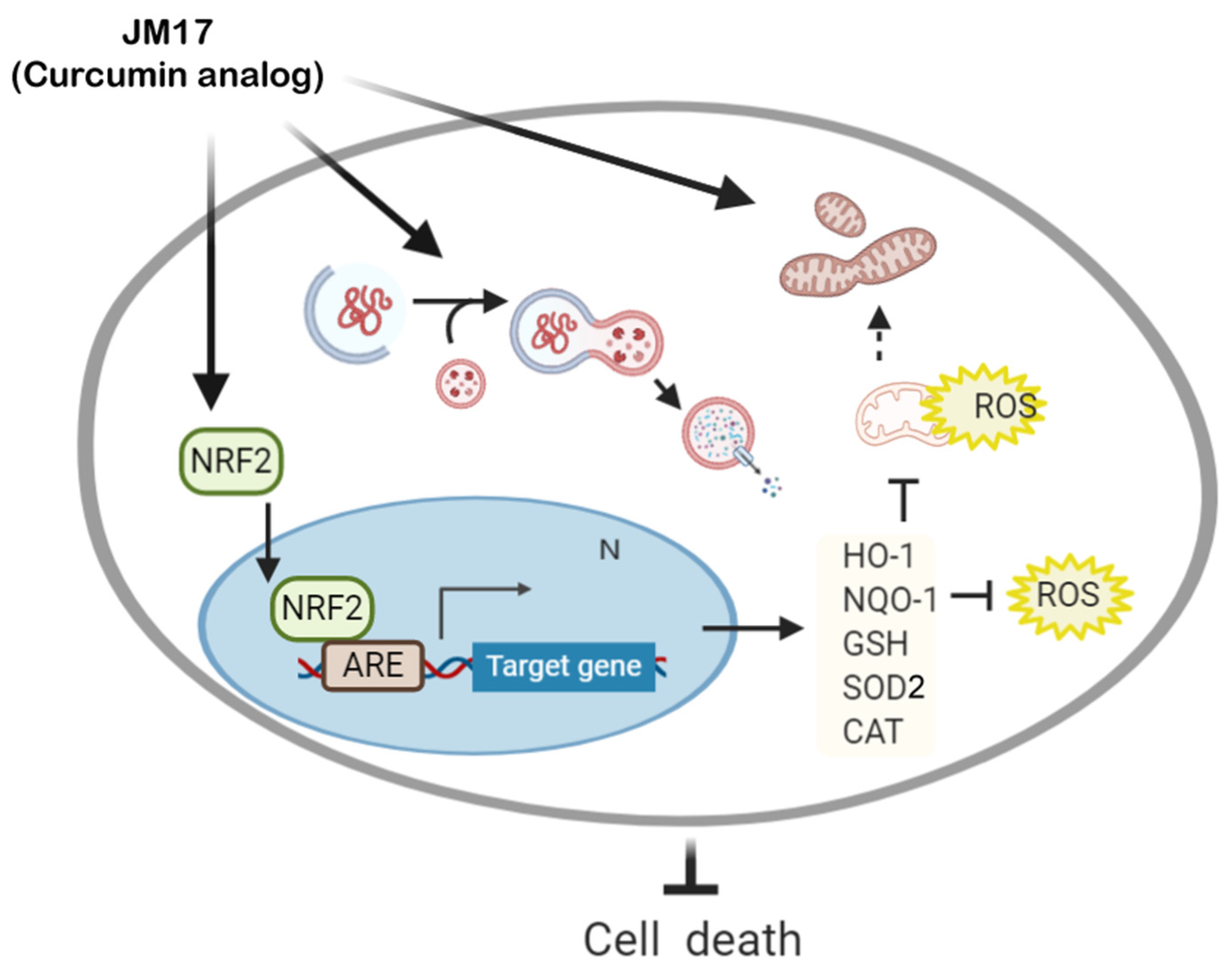 Antioxidants 11 01389 g006 Antioxidants 11 01389 g006