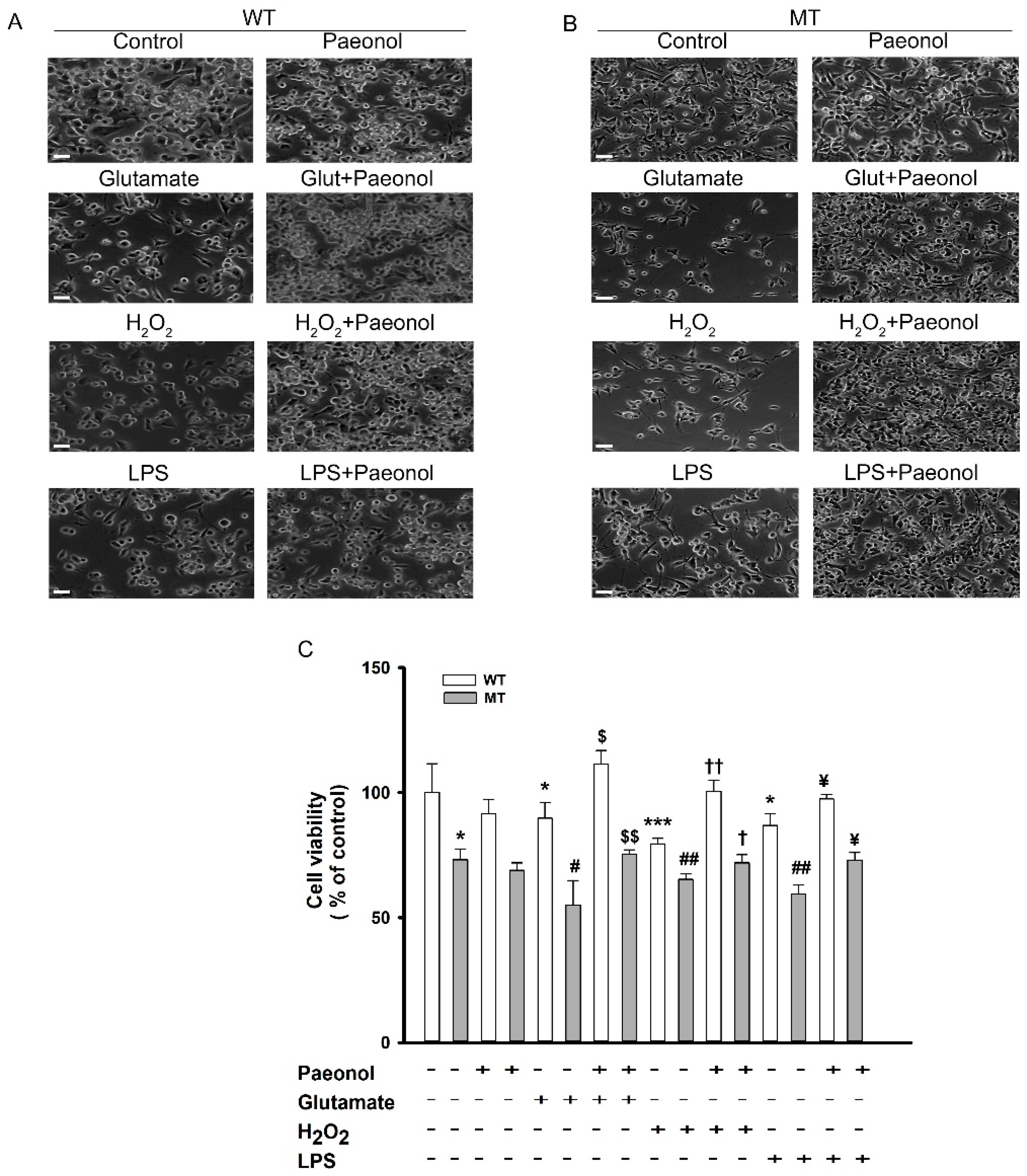 Antioxidants 11 01392 g001 Antioxidants 11 01392 g001