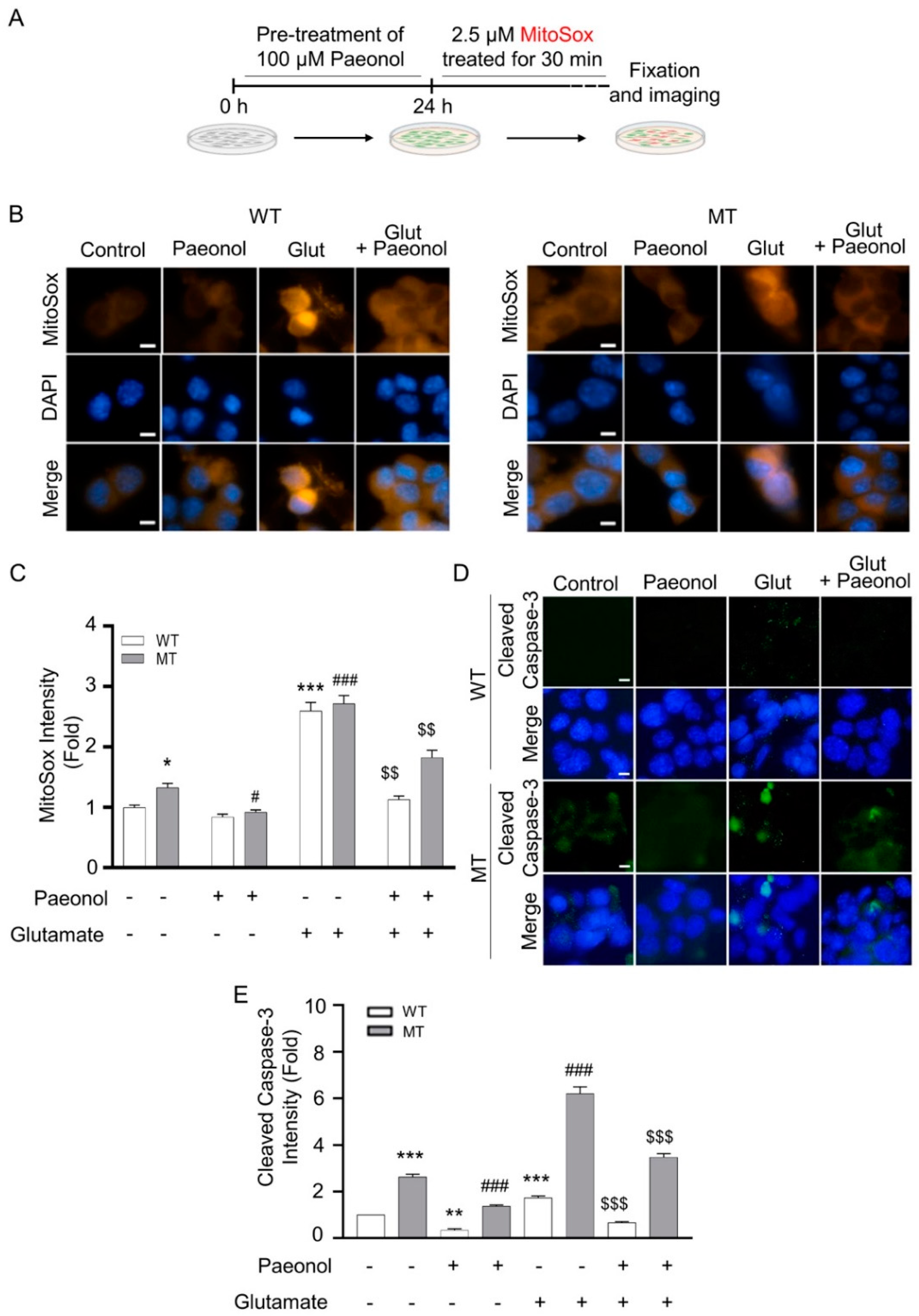 Antioxidants 11 01392 g004 Antioxidants 11 01392 g004