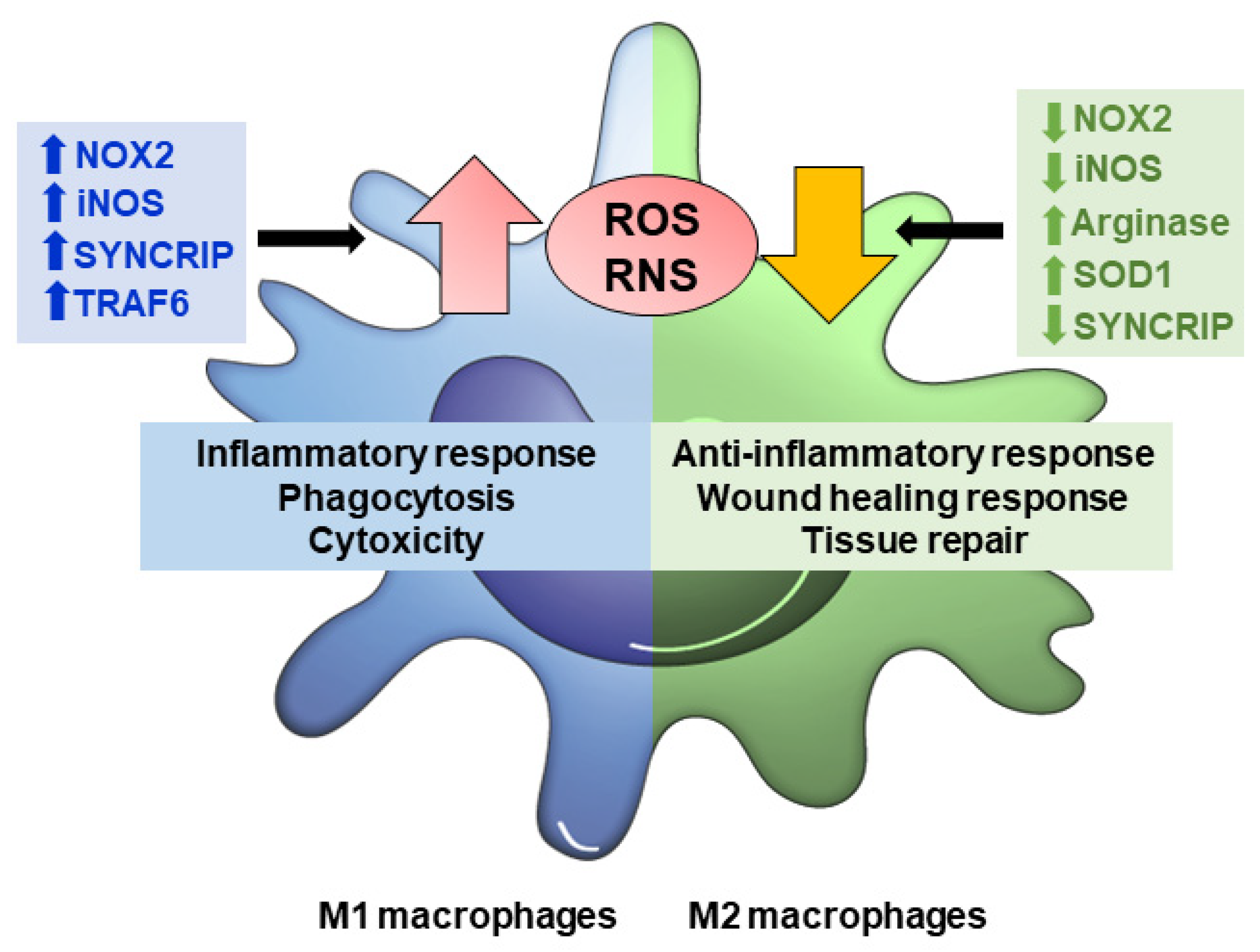 Antioxidants 11 01394 g002