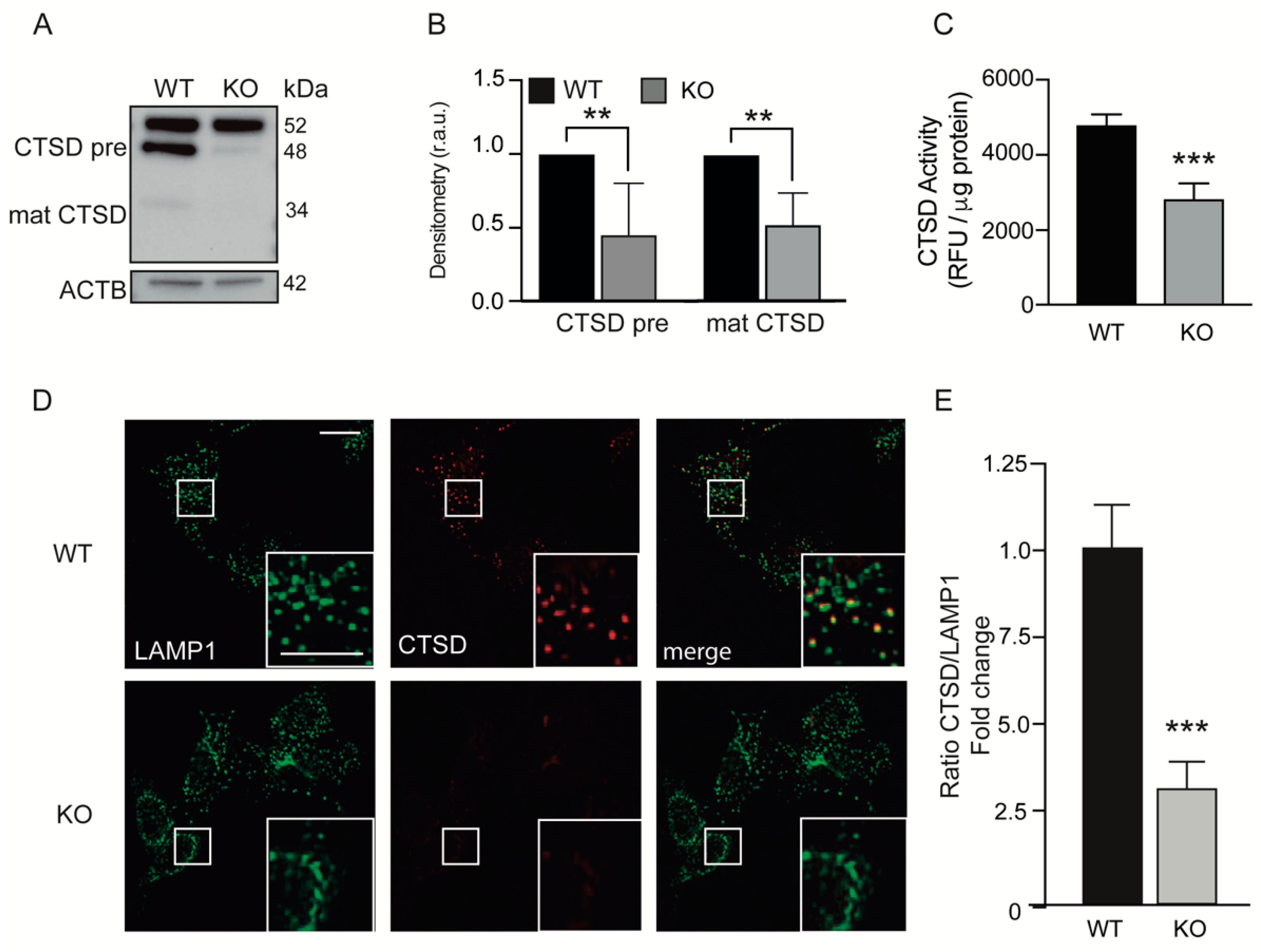 Antioxidants 11 01398 g003