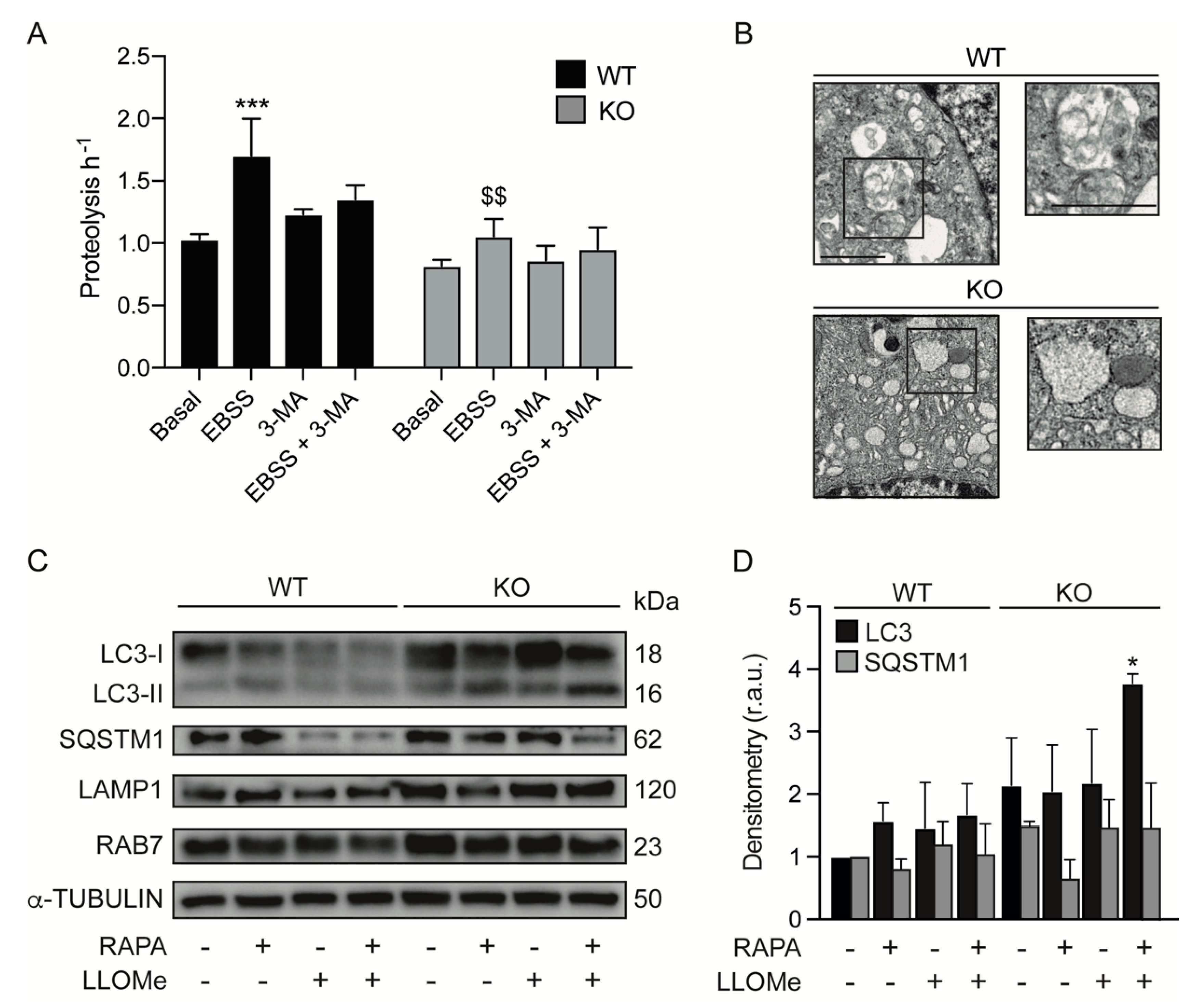 Antioxidants 11 01398 g004