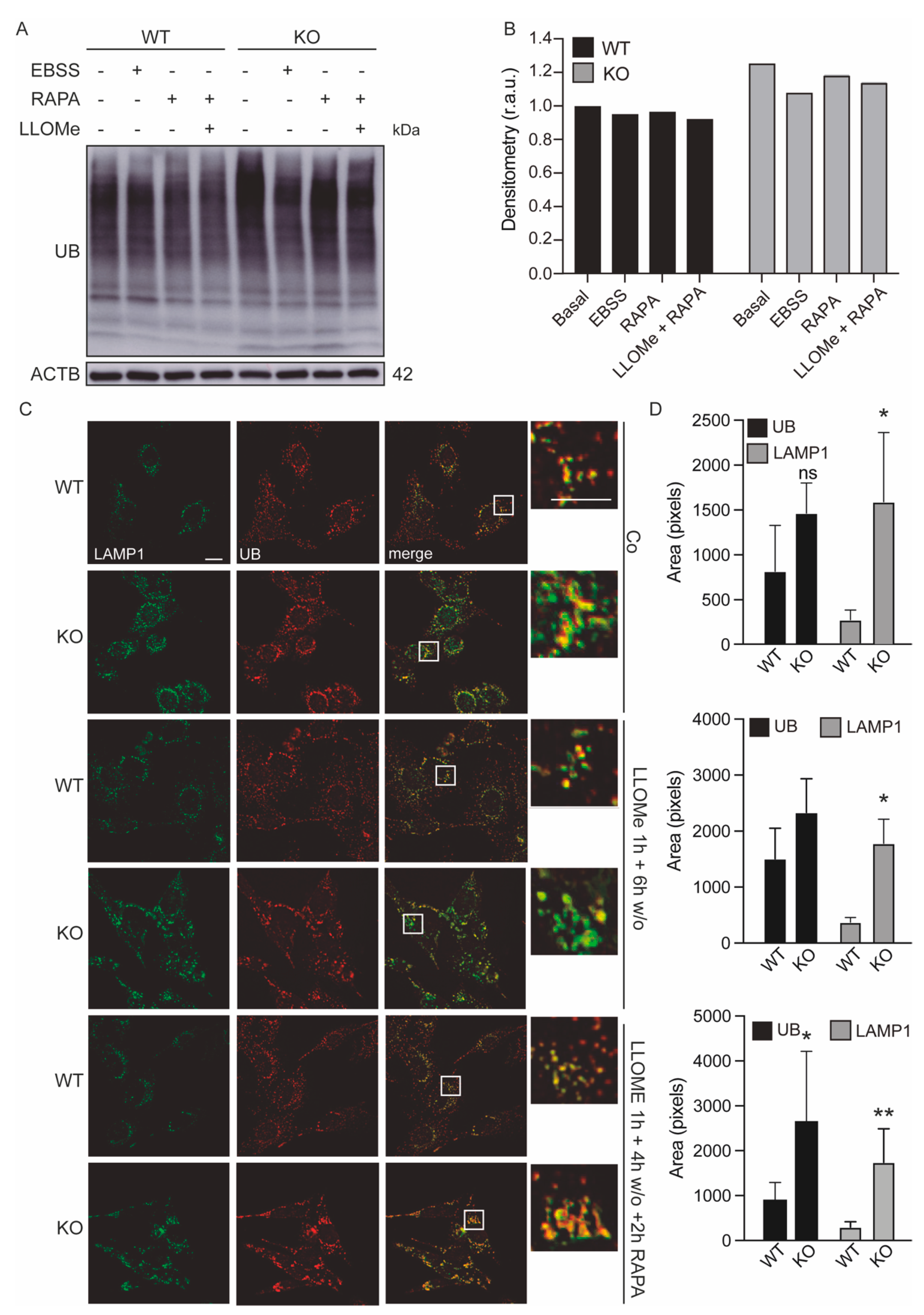 Antioxidants 11 01398 g005