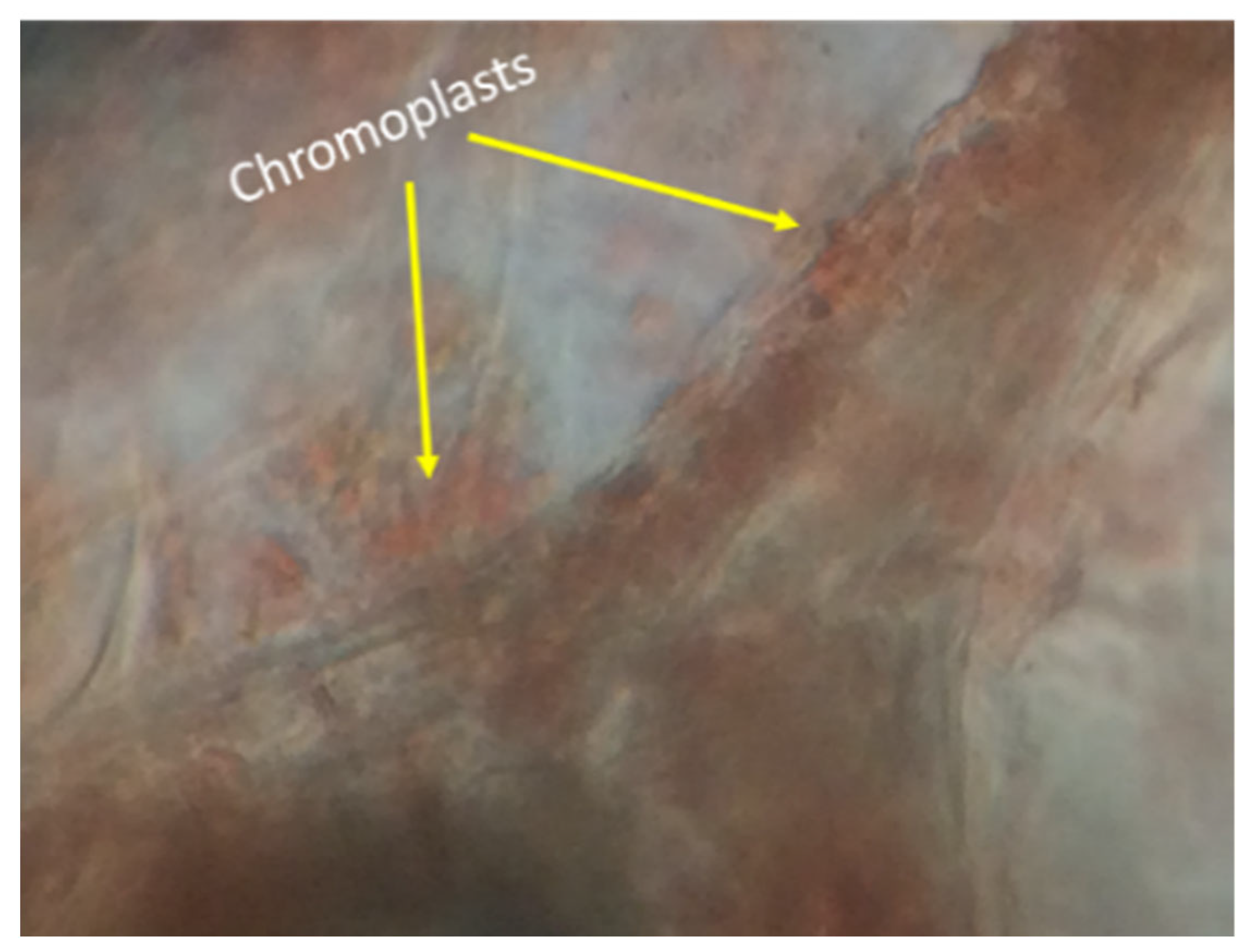 Antioxidants 11 01404 g007