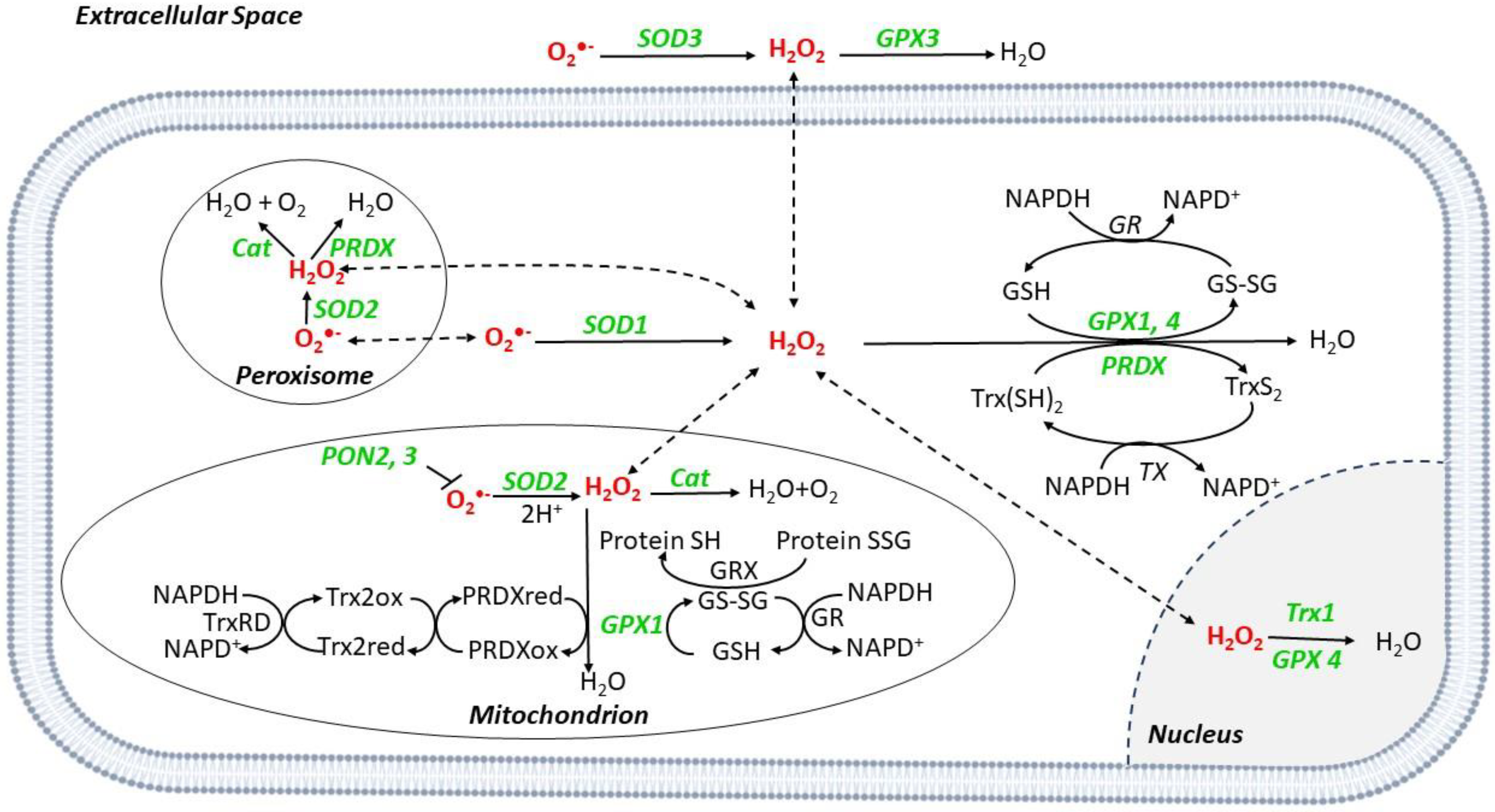 Antioxidants 11 01408 g002