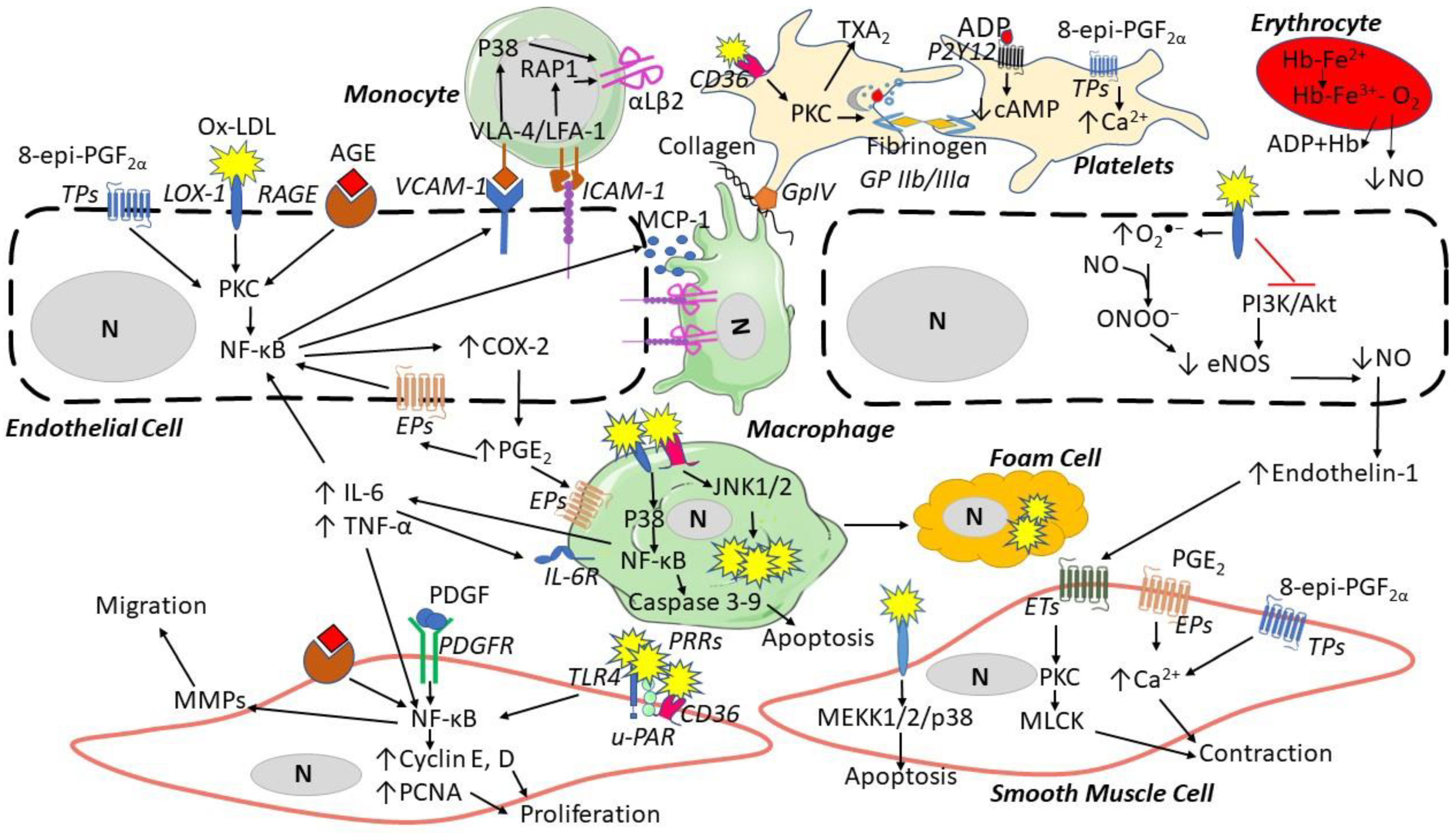 Antioxidants 11 01408 g003