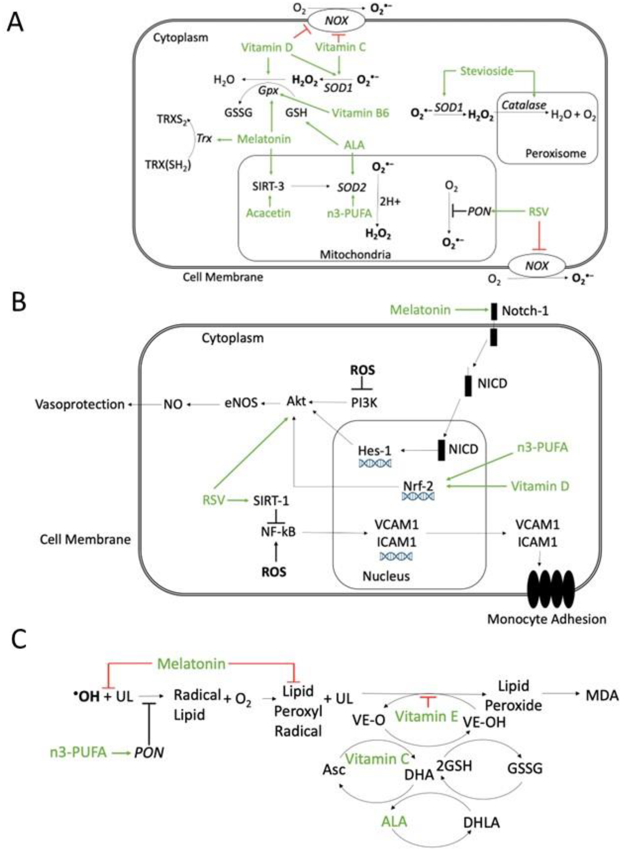Antioxidants 11 01408 g004