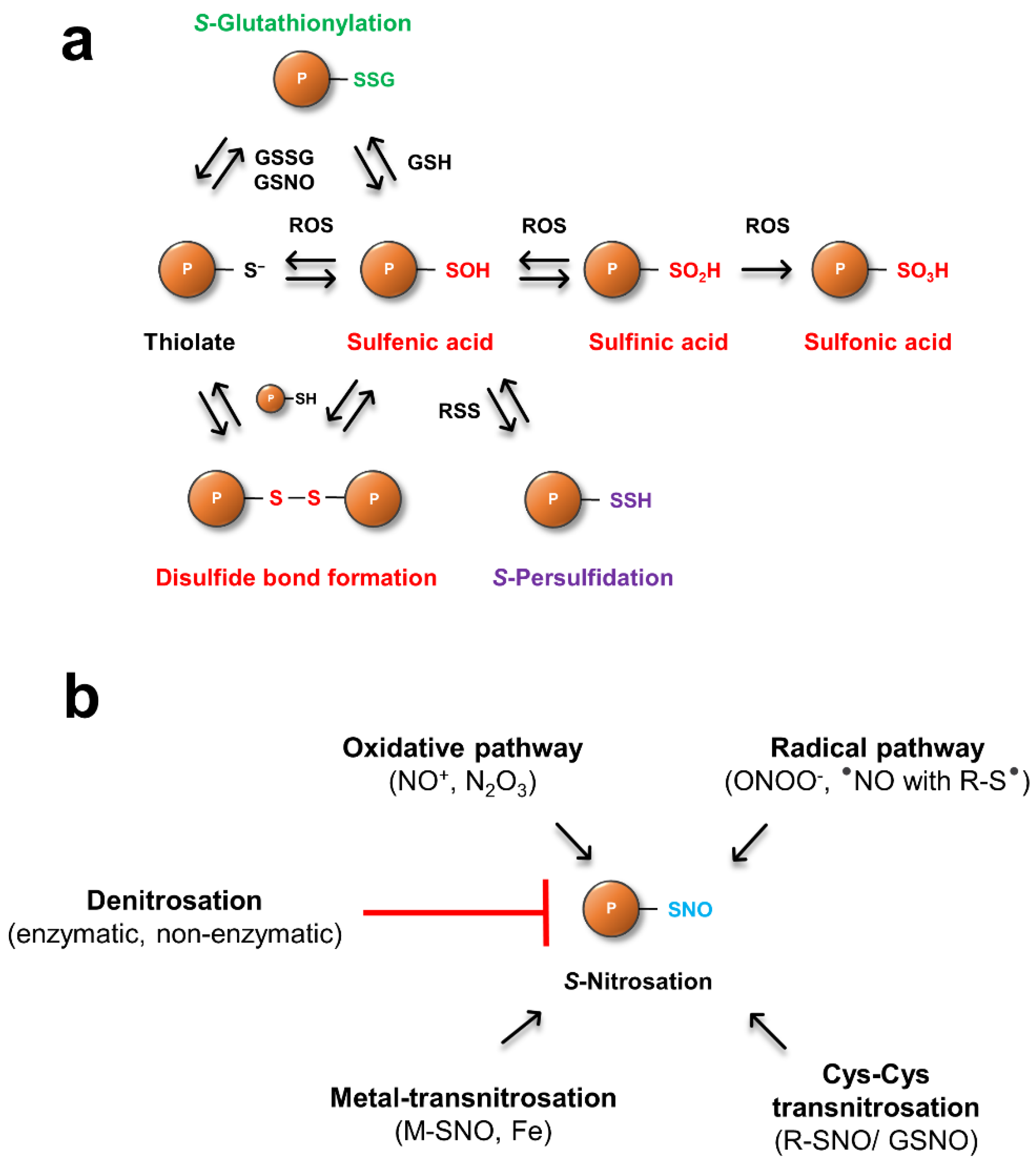 Antioxidants 11 01411 g001