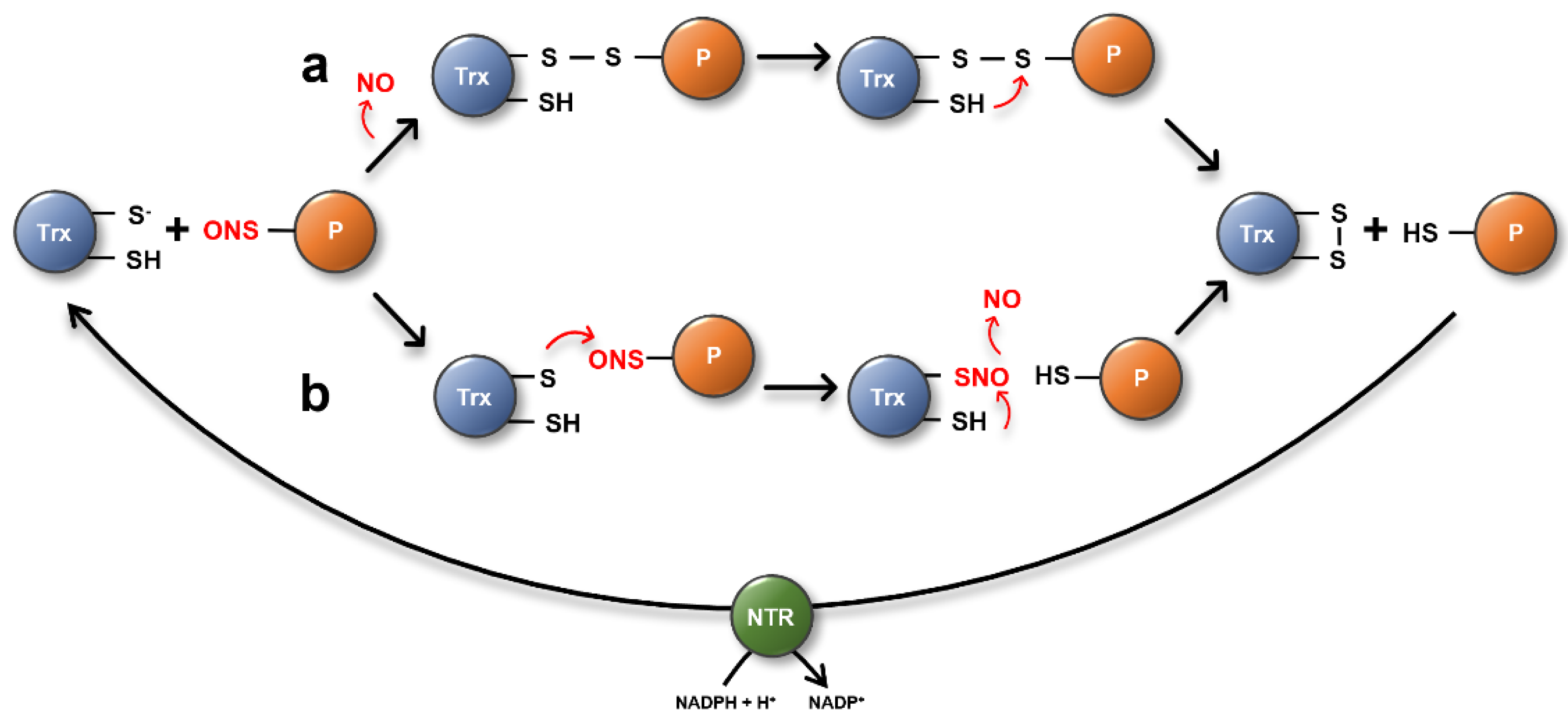 Antioxidants 11 01411 g004