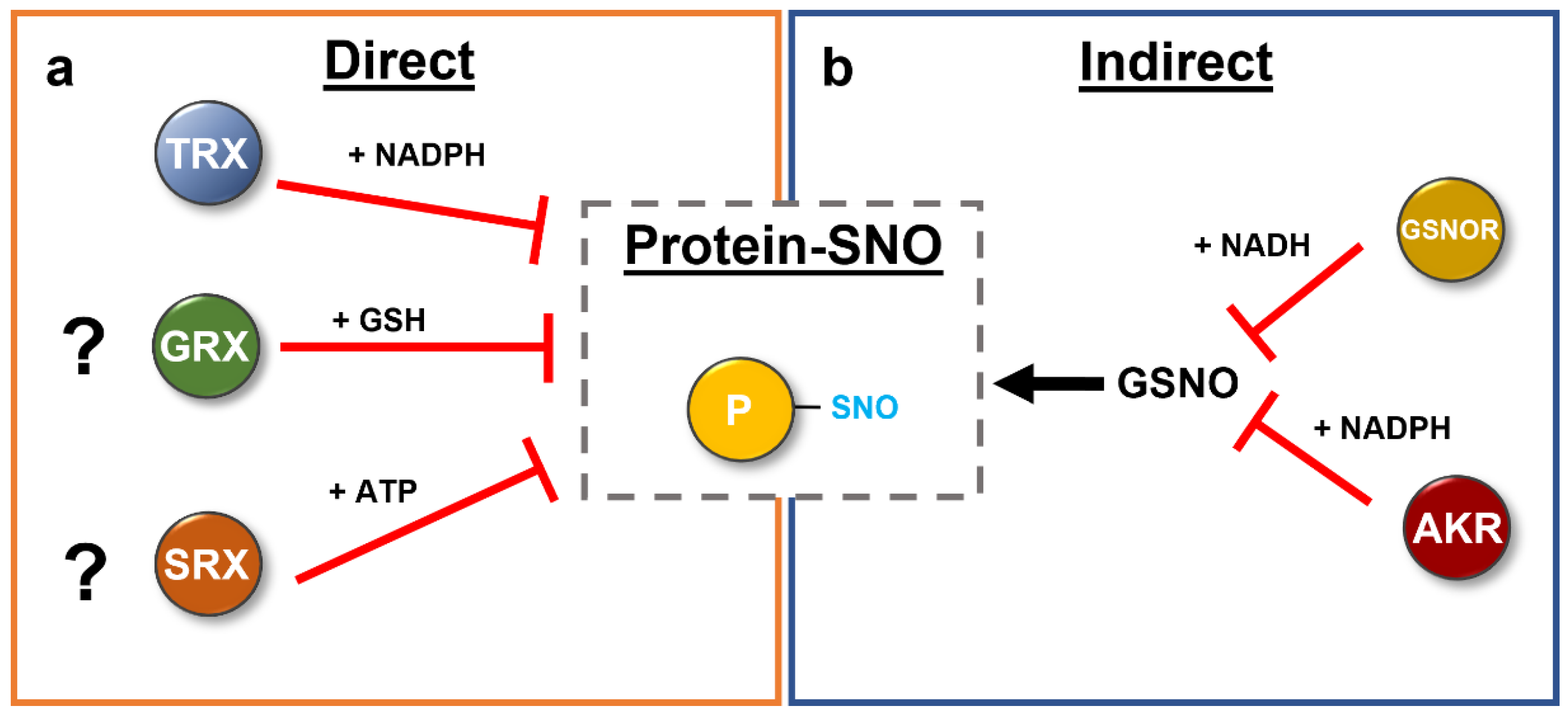 Antioxidants 11 01411 g007