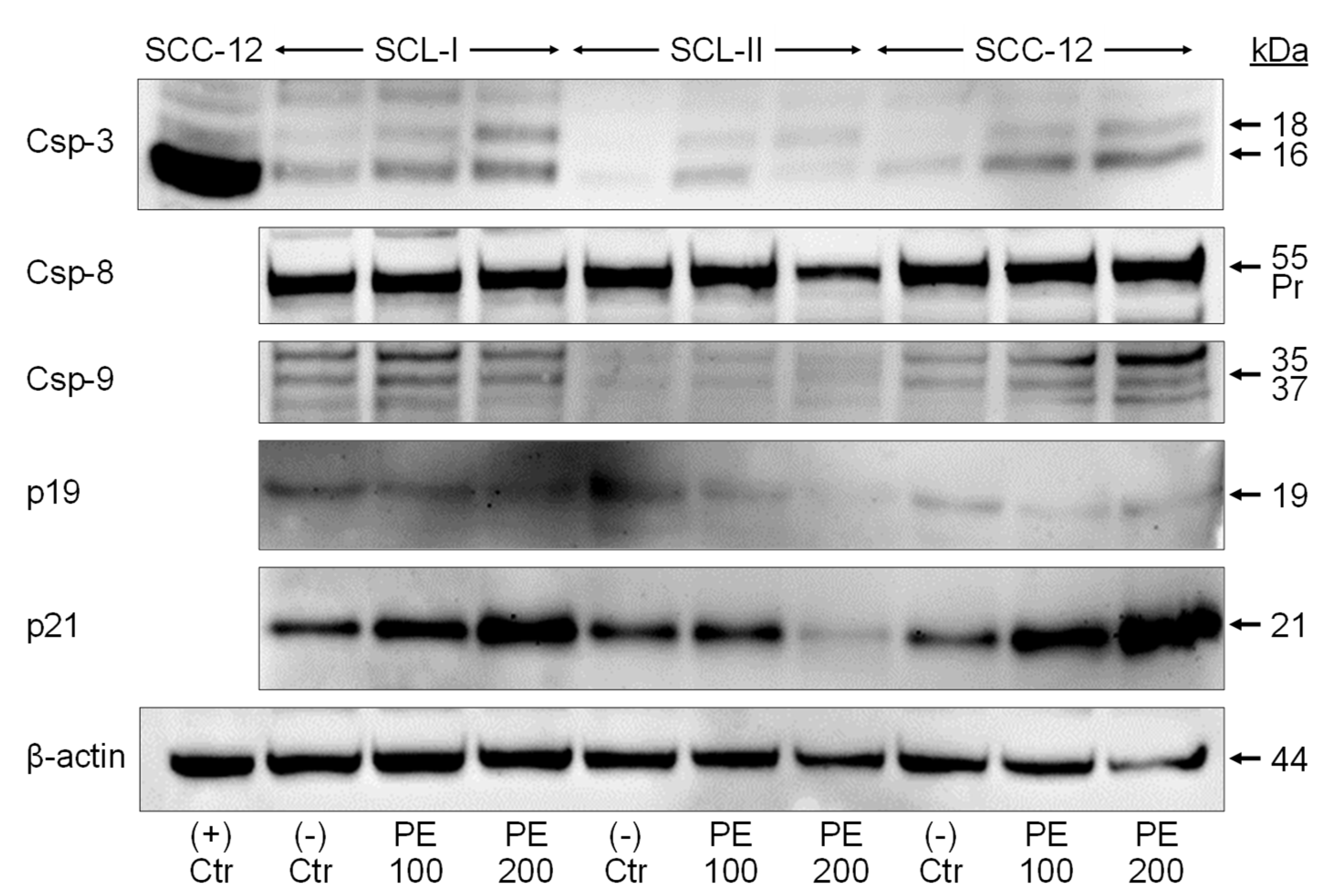 Antioxidants 11 01416 g004