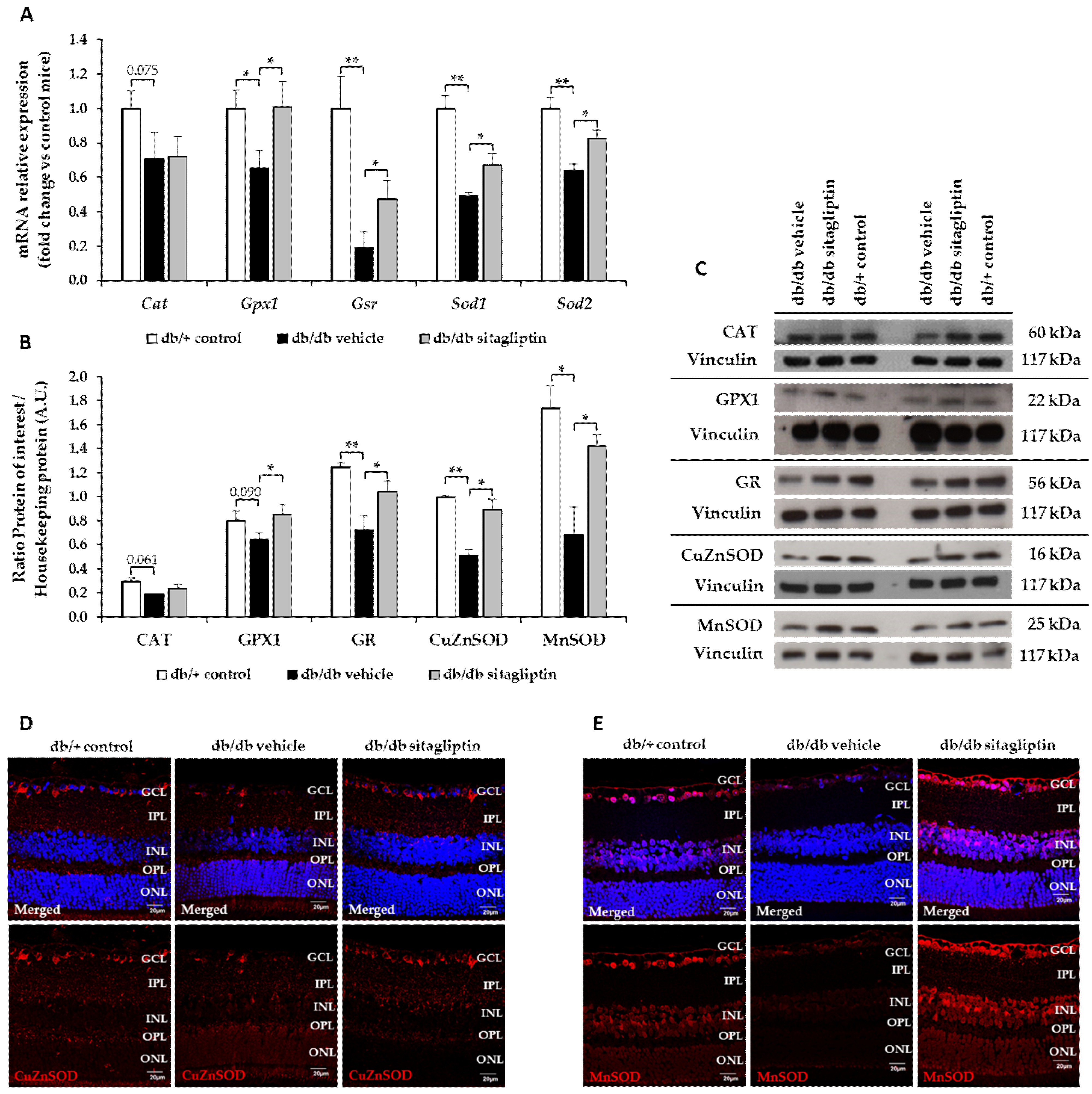 Antioxidants 11 01418 g003