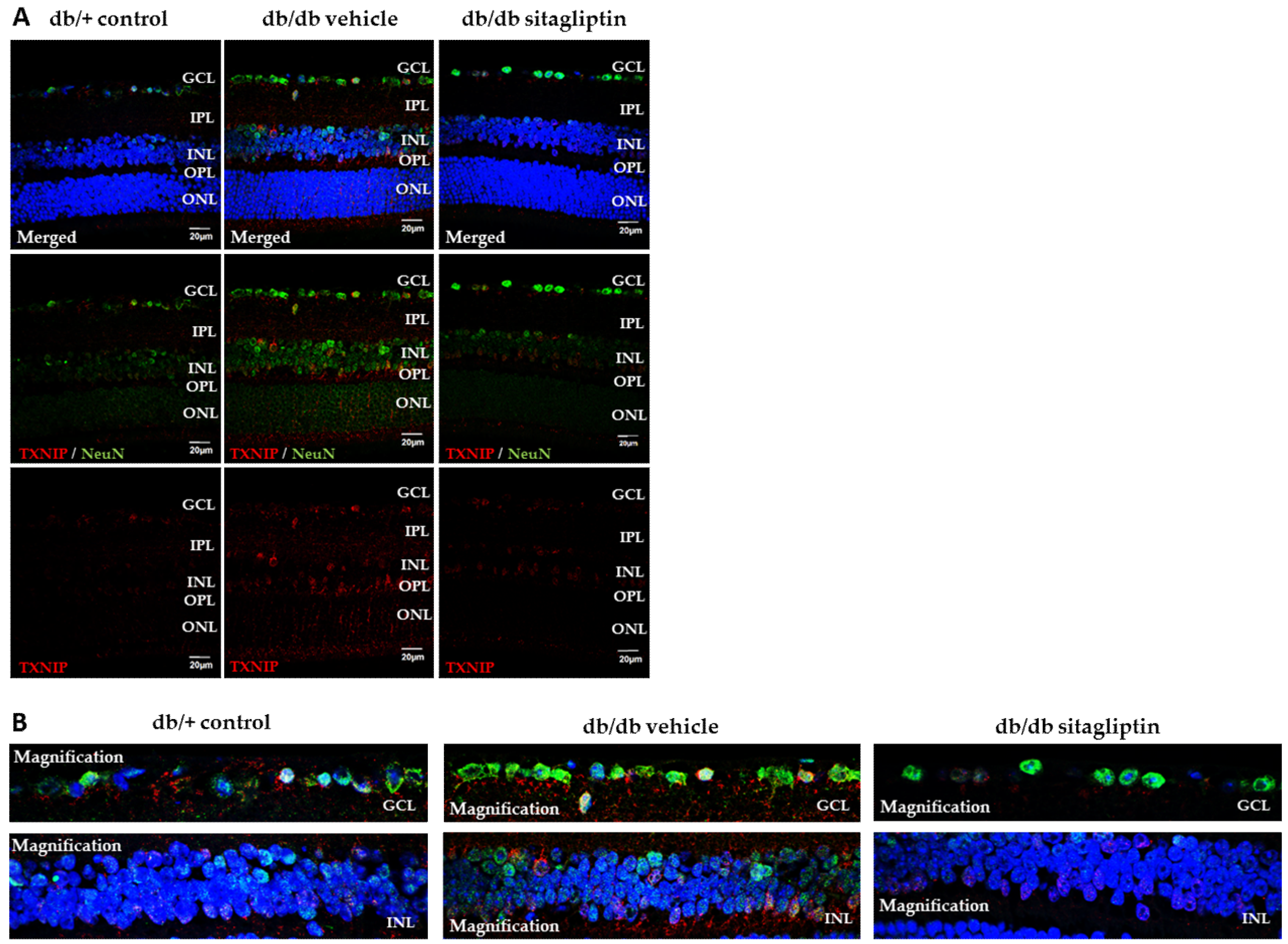 Antioxidants 11 01418 g004
