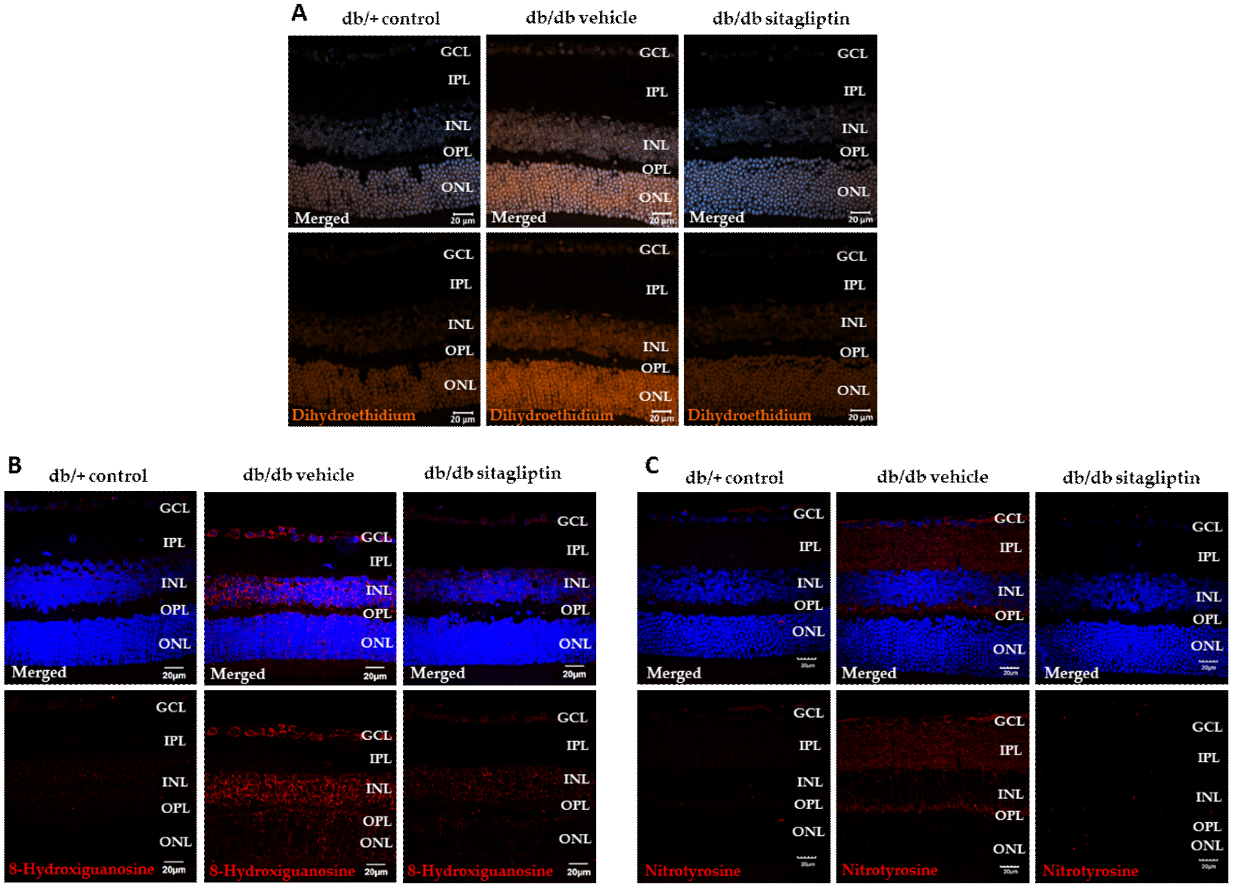 Antioxidants 11 01418 g005