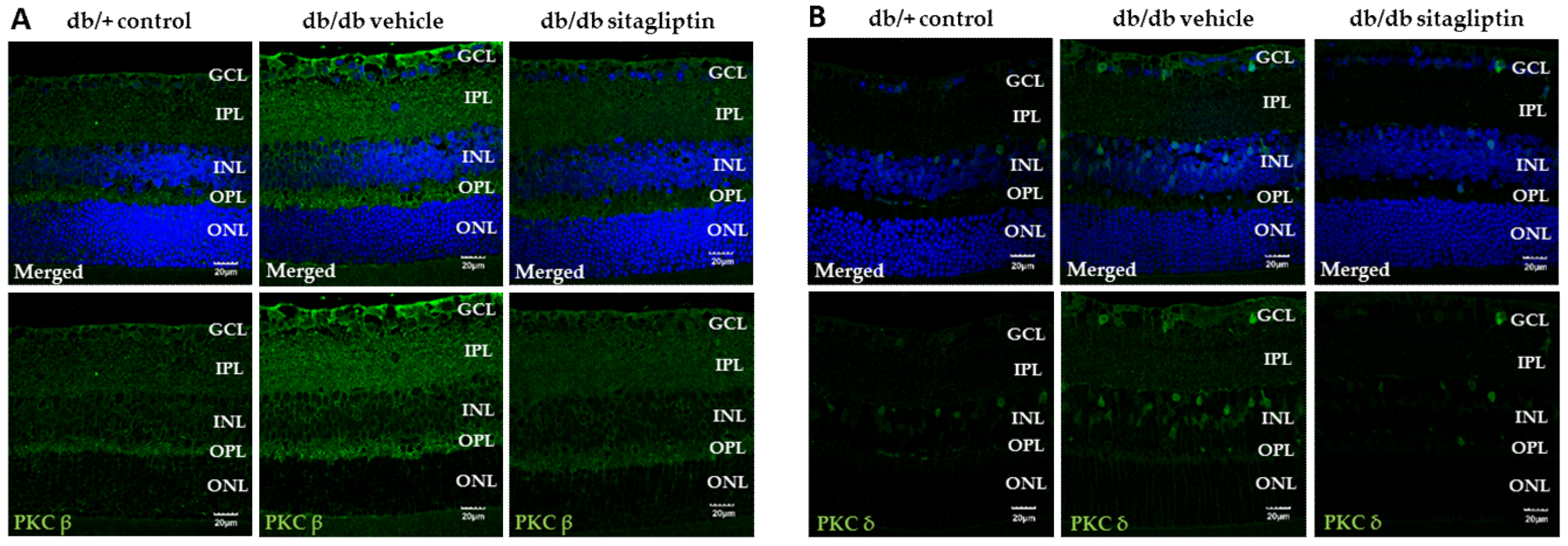Antioxidants 11 01418 g006